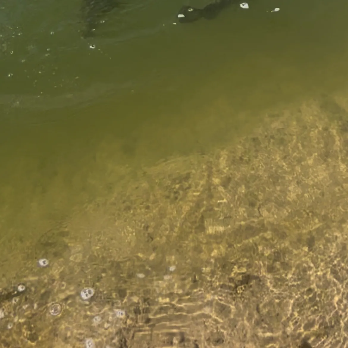 Smallmouth bass caught on Fishbrain