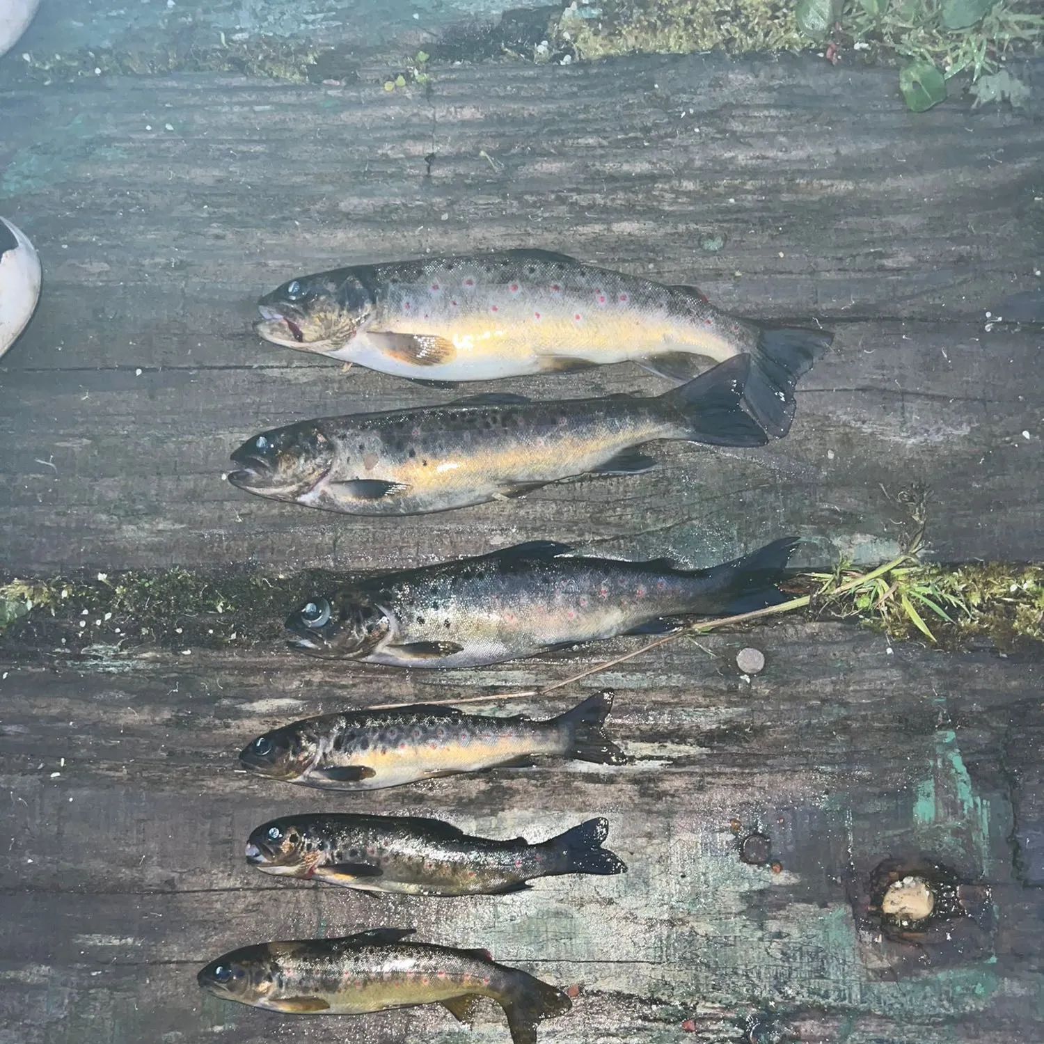 recently logged catches