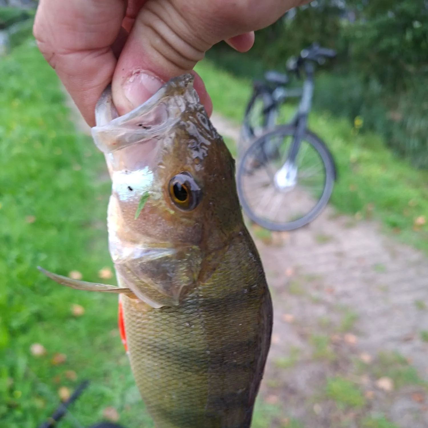 European perch caught on Fishbrain