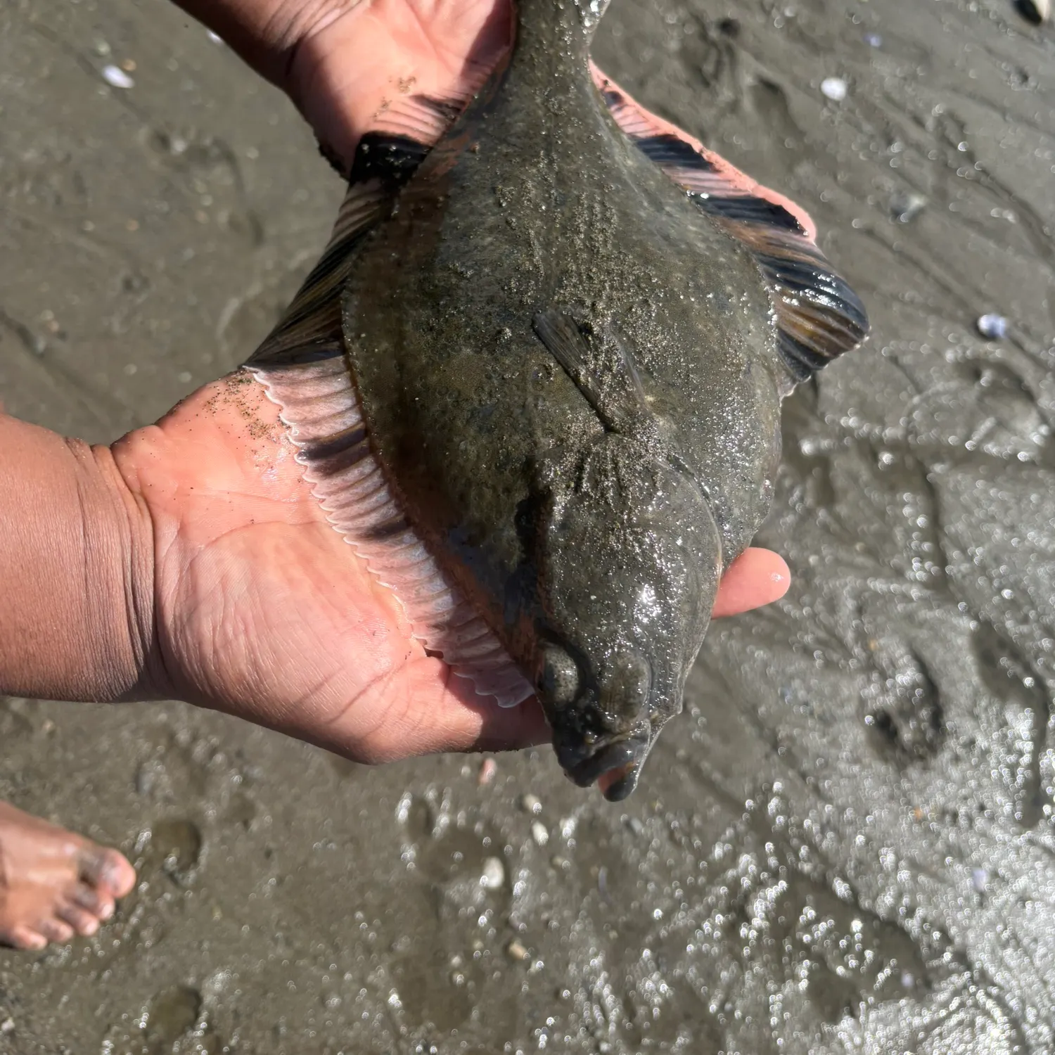 The most recent Starry flounder catches on Fishbrain