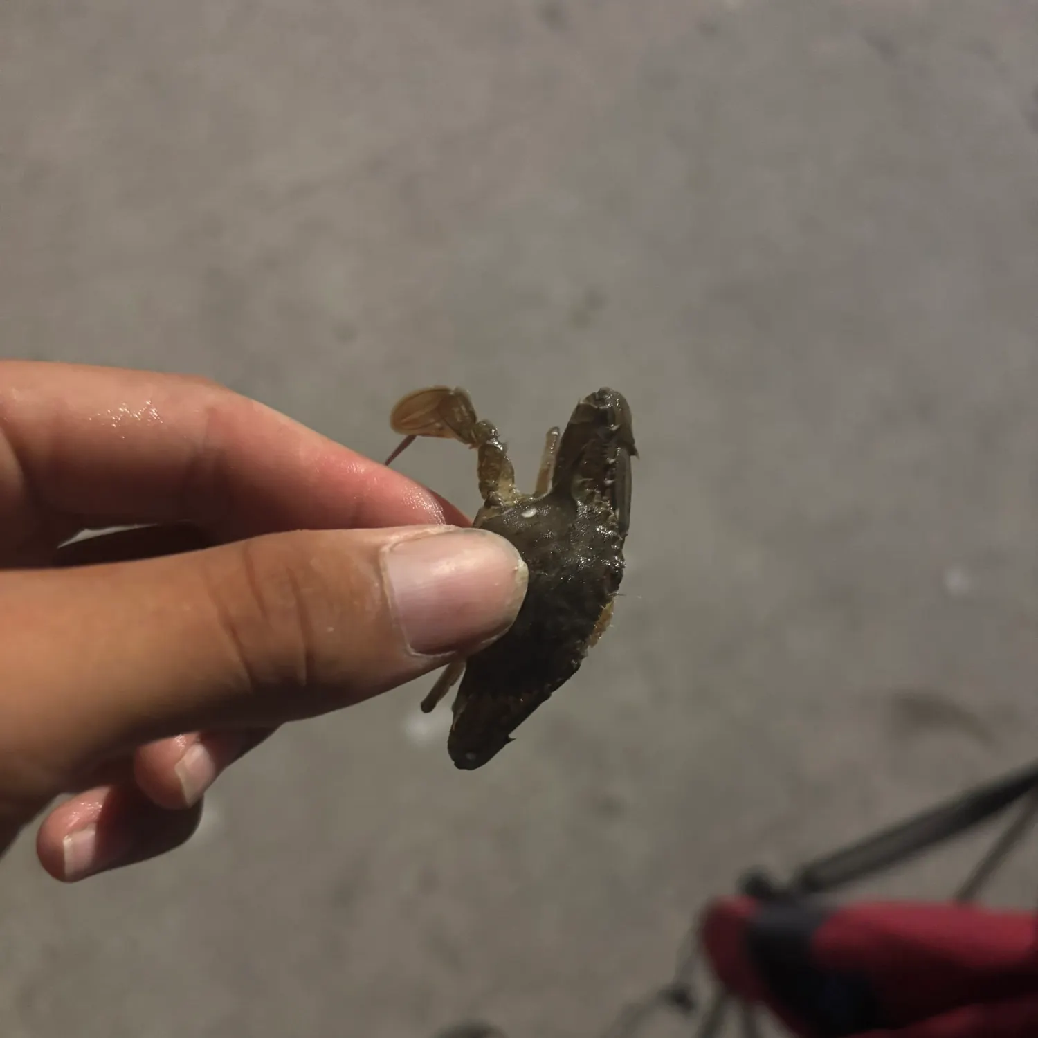 The most recent Threespot swimming crab catches on Fishbrain