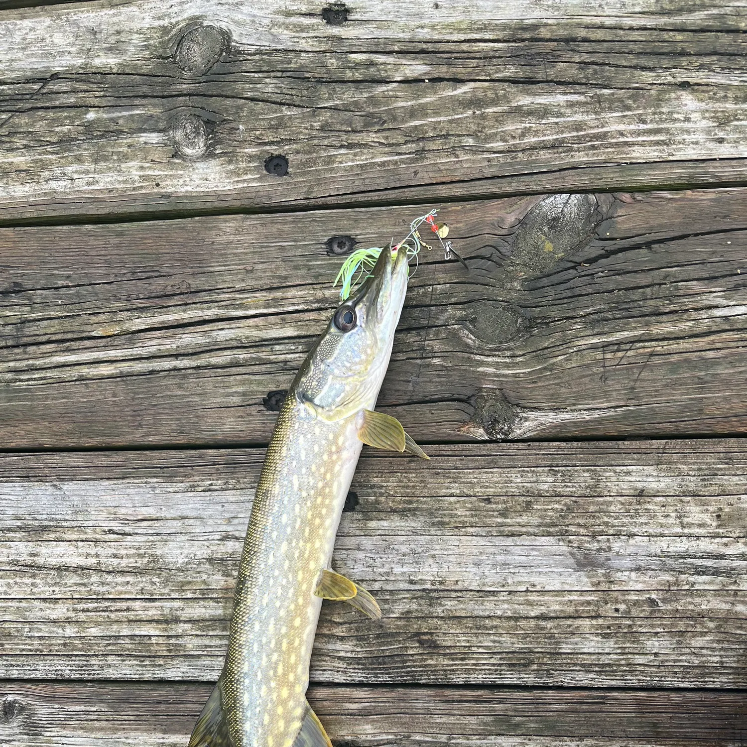Northern pike caught on Fishbrain