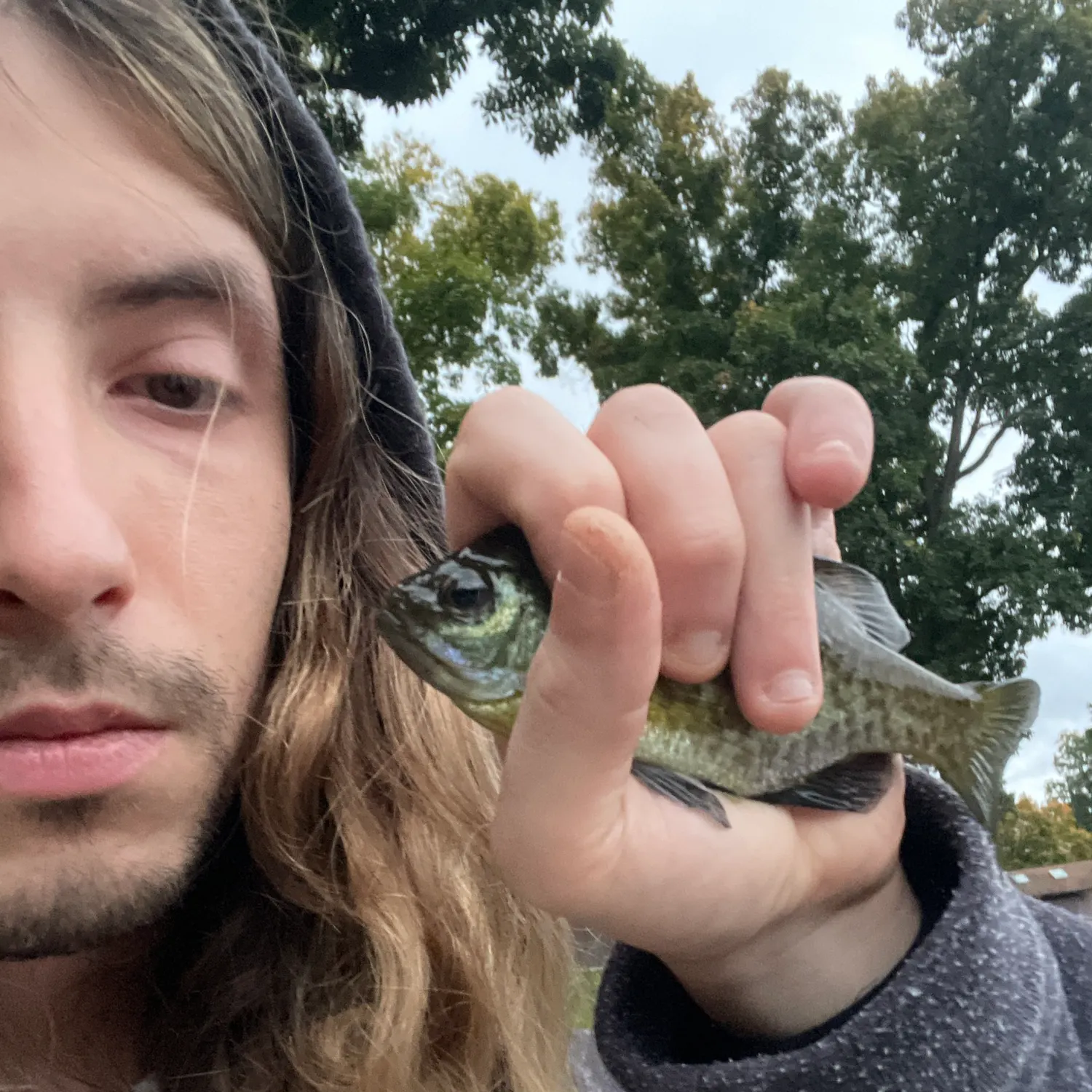 Bluegill caught on Fishbrain