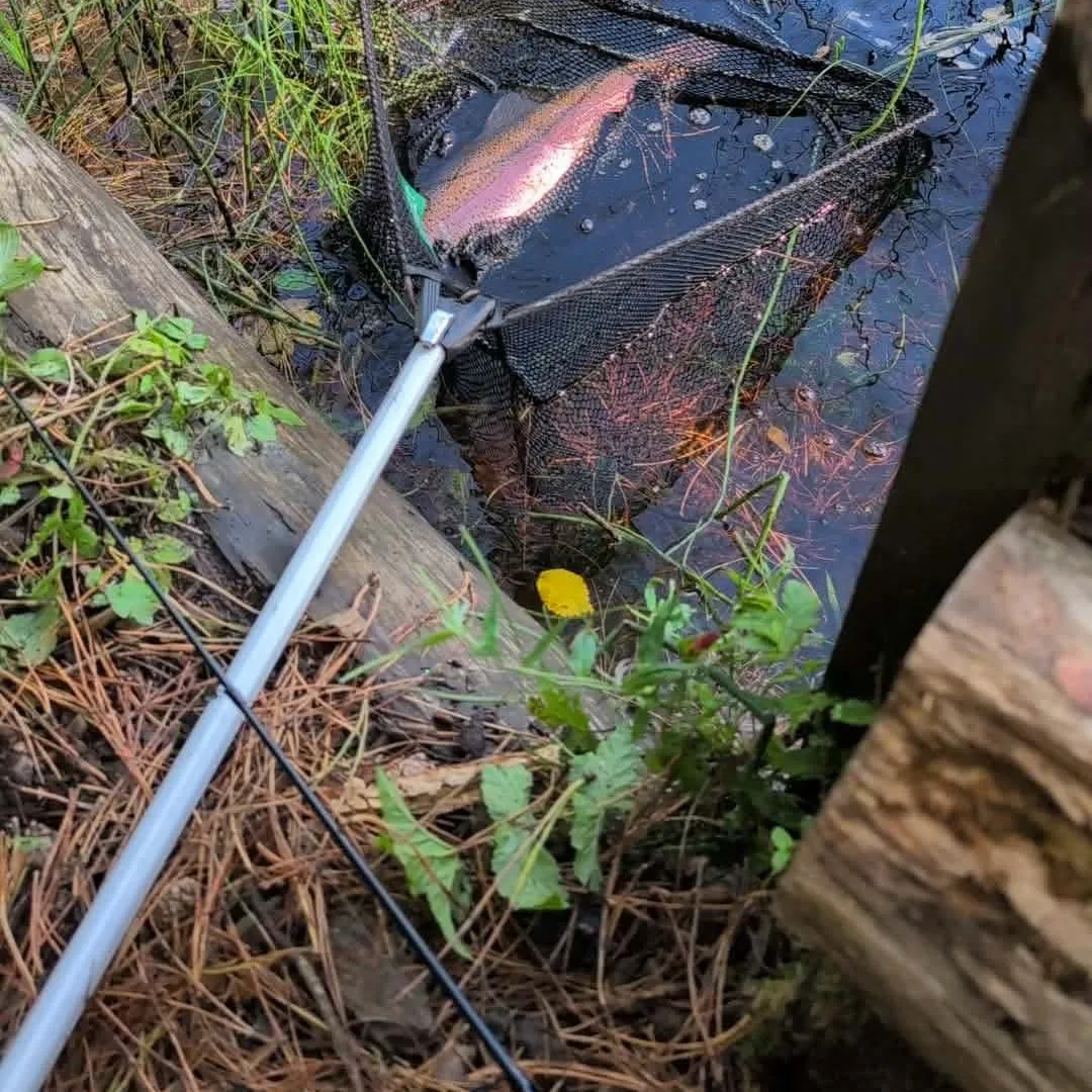 Rainbow trout caught on Fishbrain