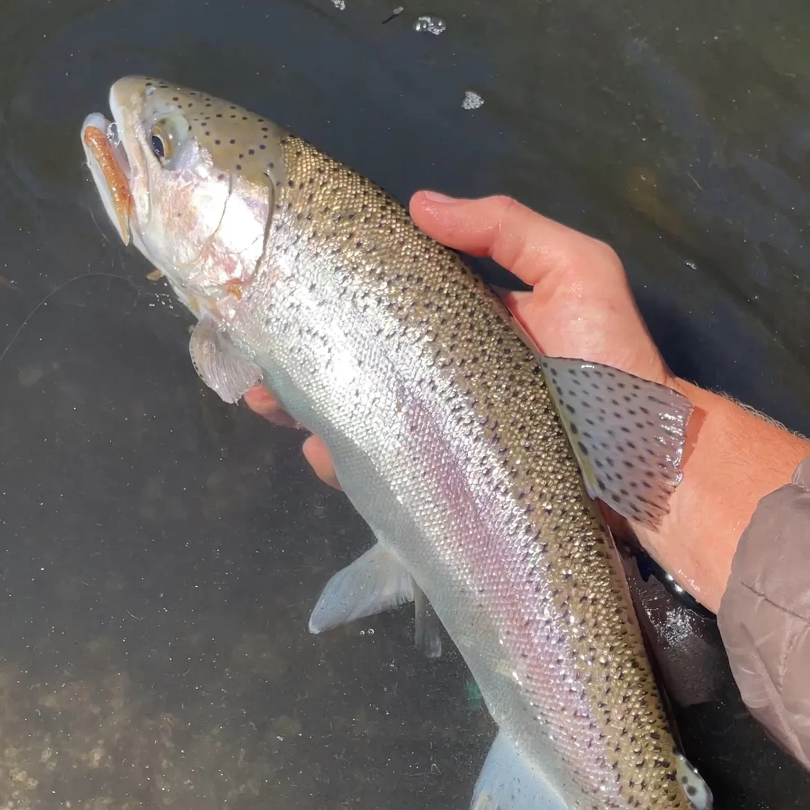 The most recent Coastal rainbow trout catches on Fishbrain
