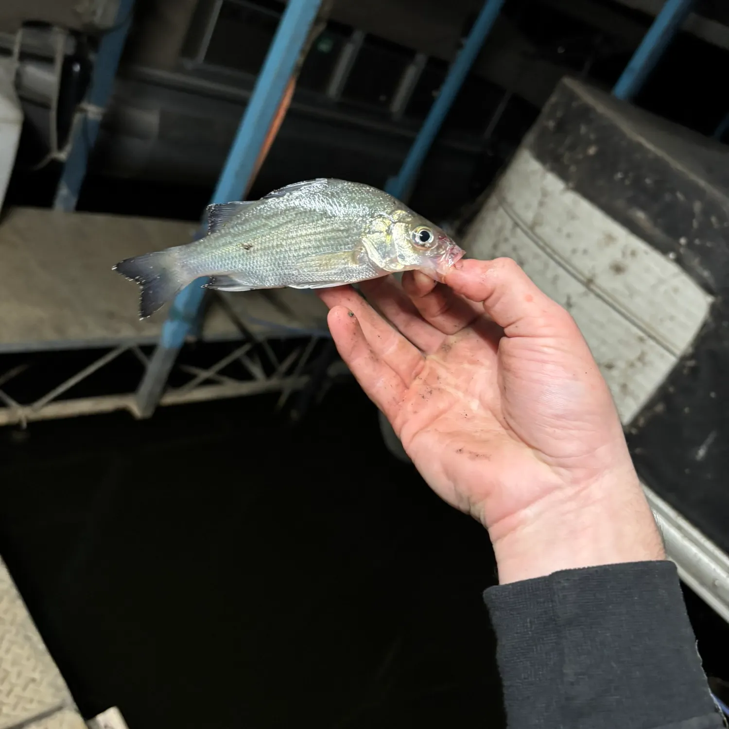 White perch caught on Fishbrain