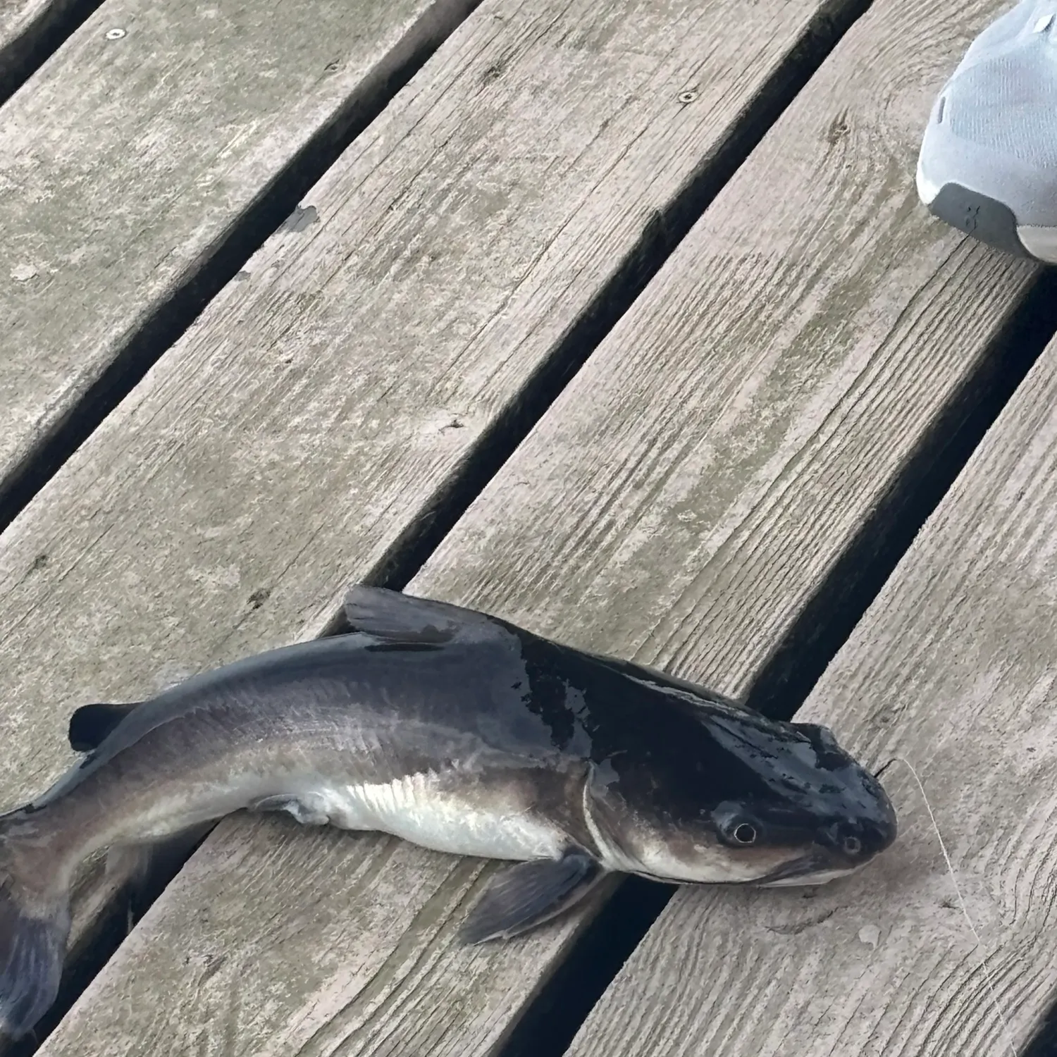 The most recent Giant sea catfish catches on Fishbrain