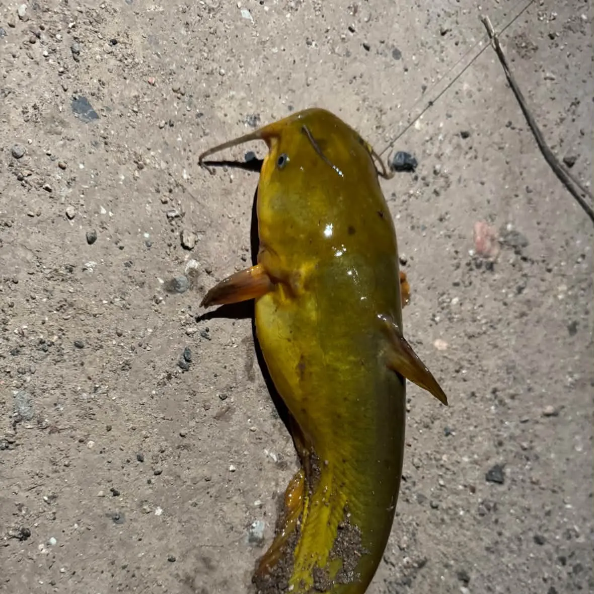 Yellow bullhead caught on Fishbrain