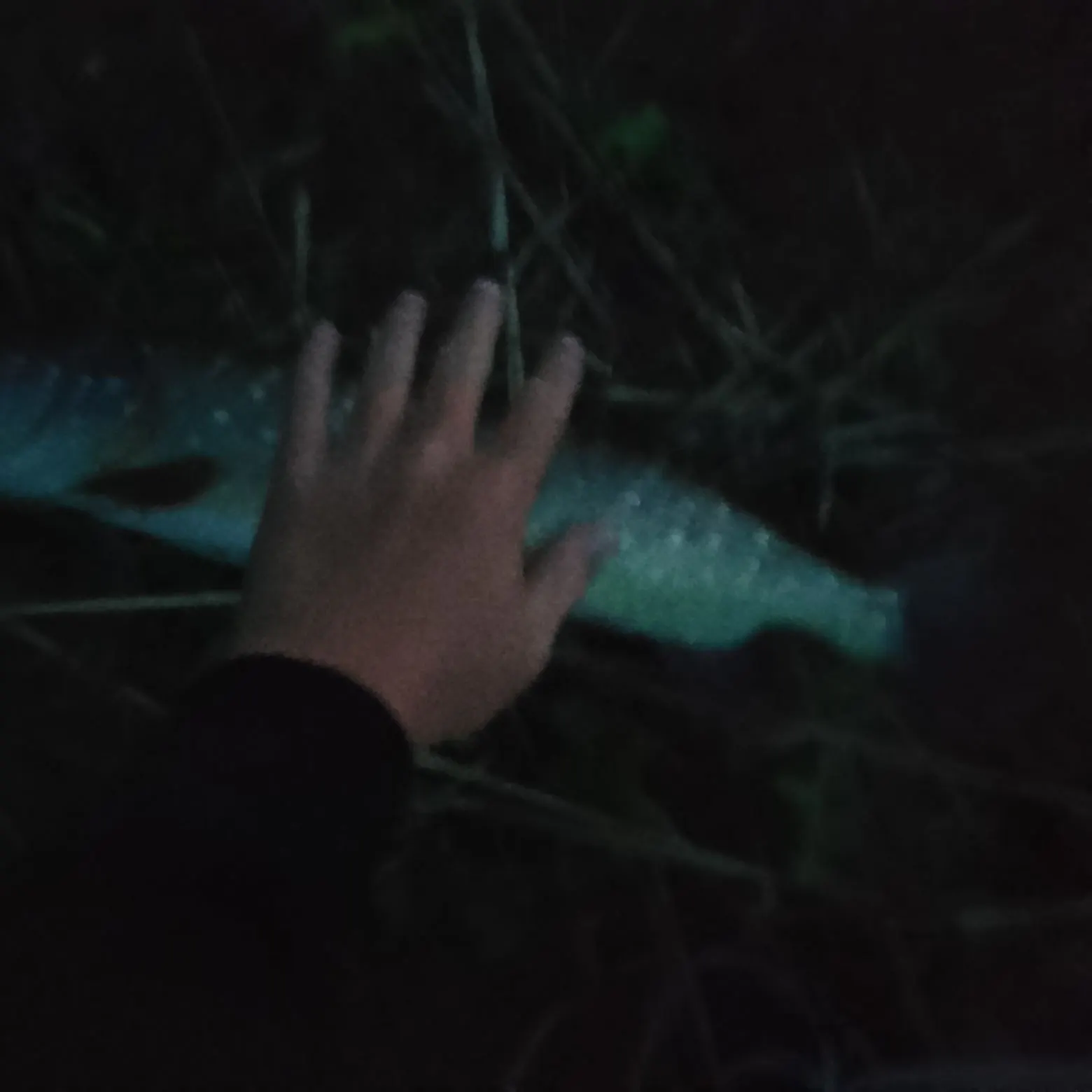 Northern pike caught on Fishbrain