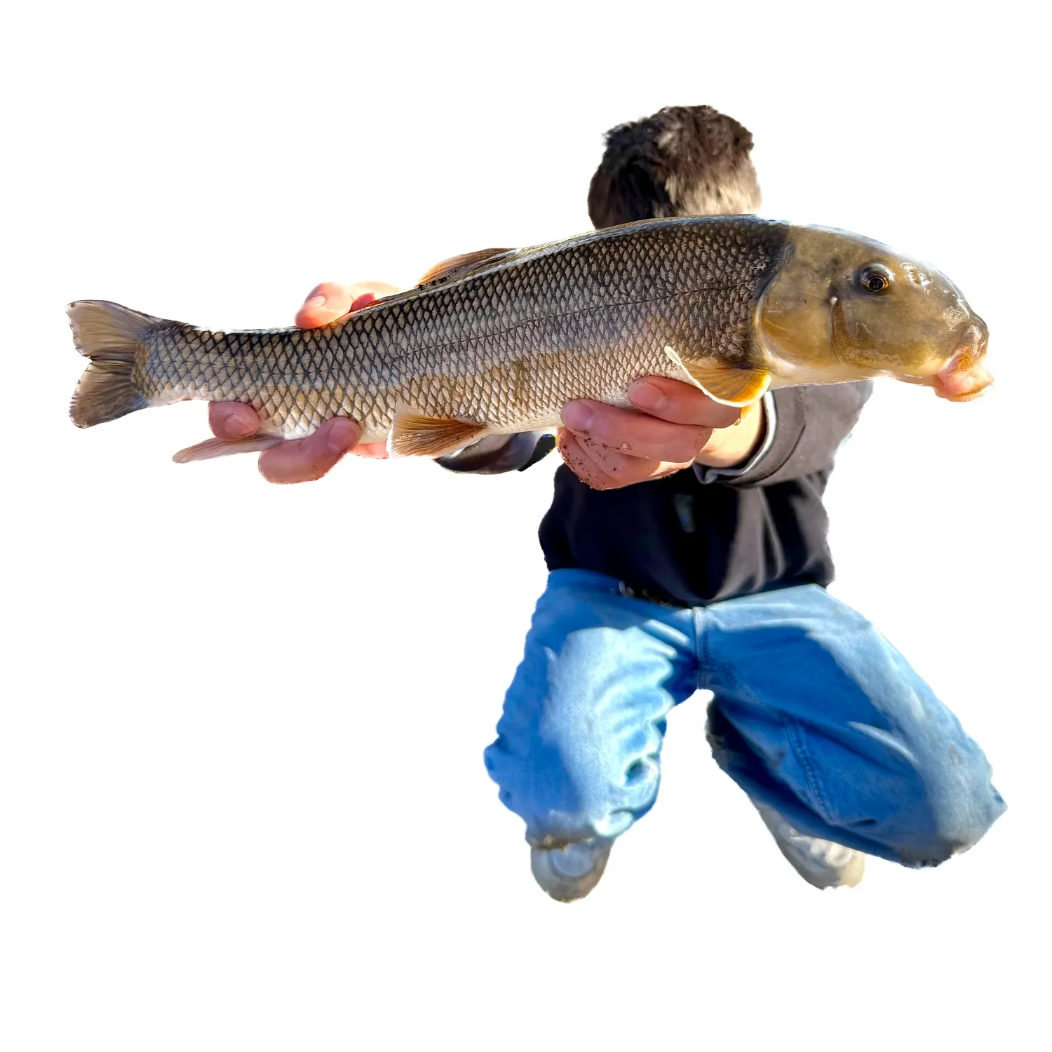 The most recent White sucker catches on Fishbrain