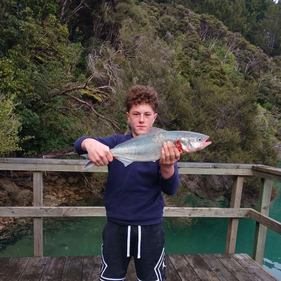 The most recent Eastern Australian salmon catches on Fishbrain