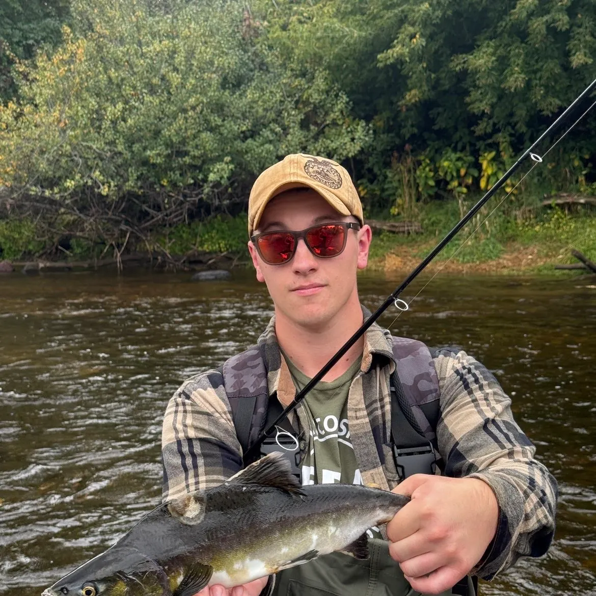 Pink salmon caught on Fishbrain