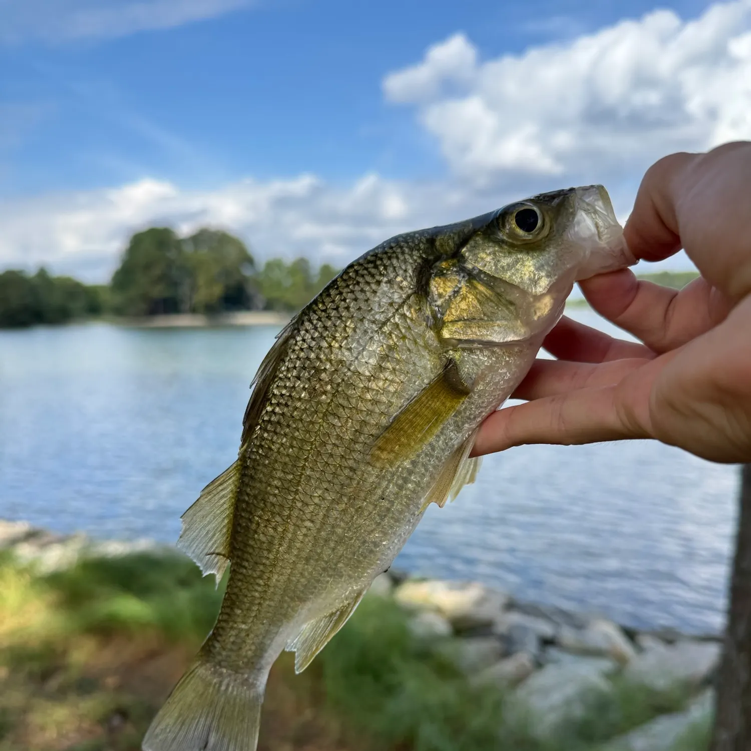 White perch caught on Fishbrain