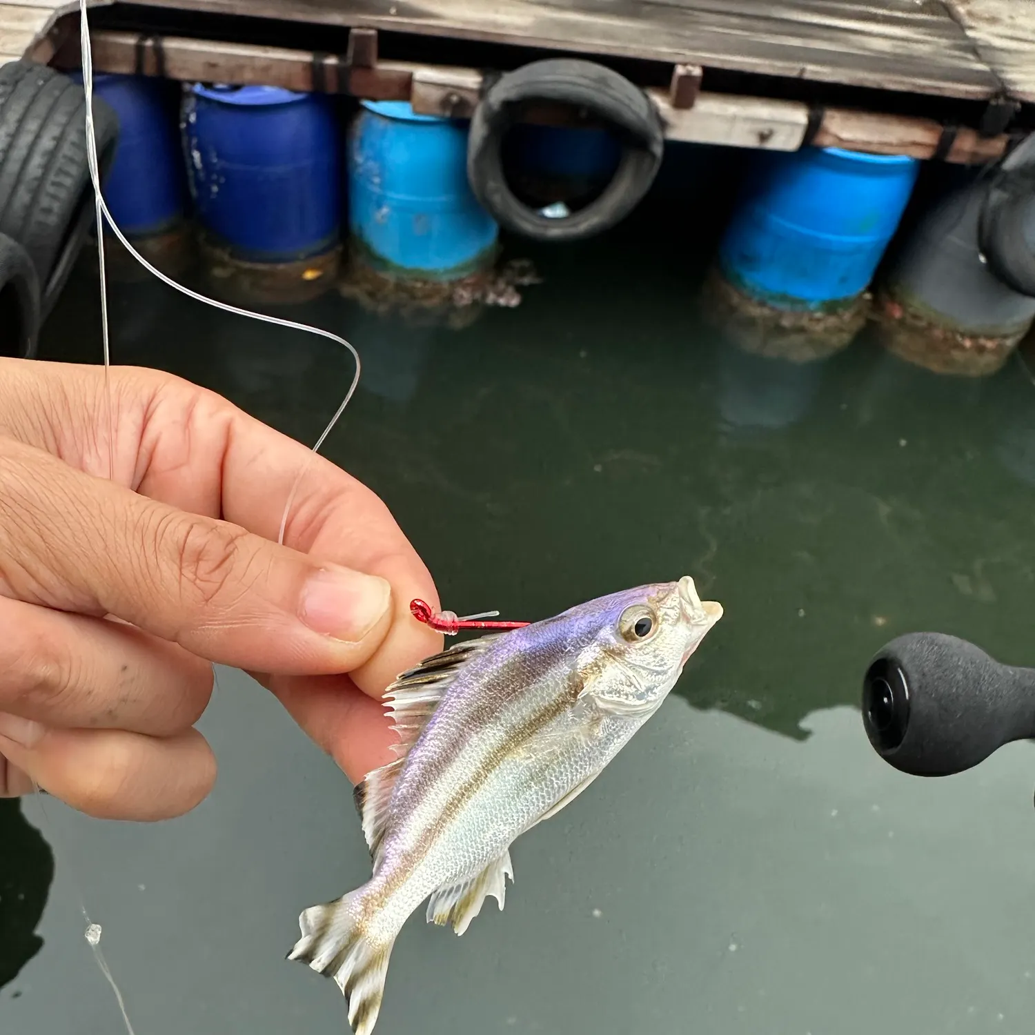 The most recent Largescaled terapon catches on Fishbrain