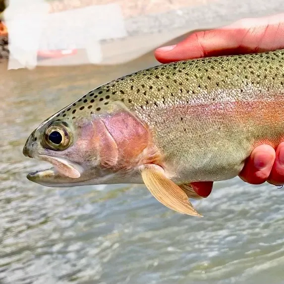 Rainbow trout caught on Fishbrain