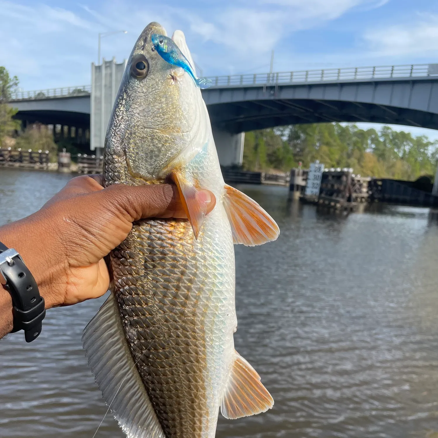 The most recent Red drum catches on Fishbrain