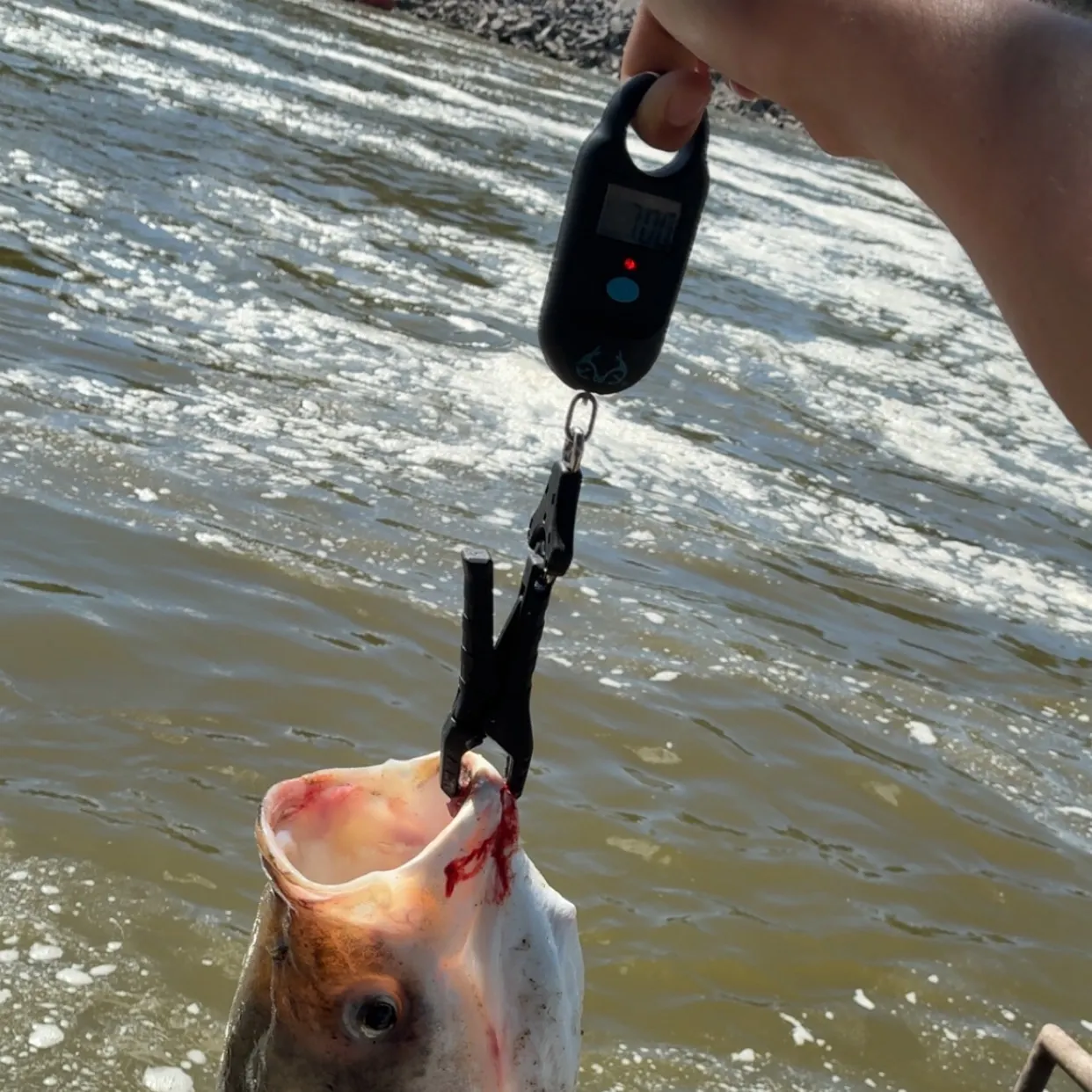 The most recent Bighead carp catches on Fishbrain