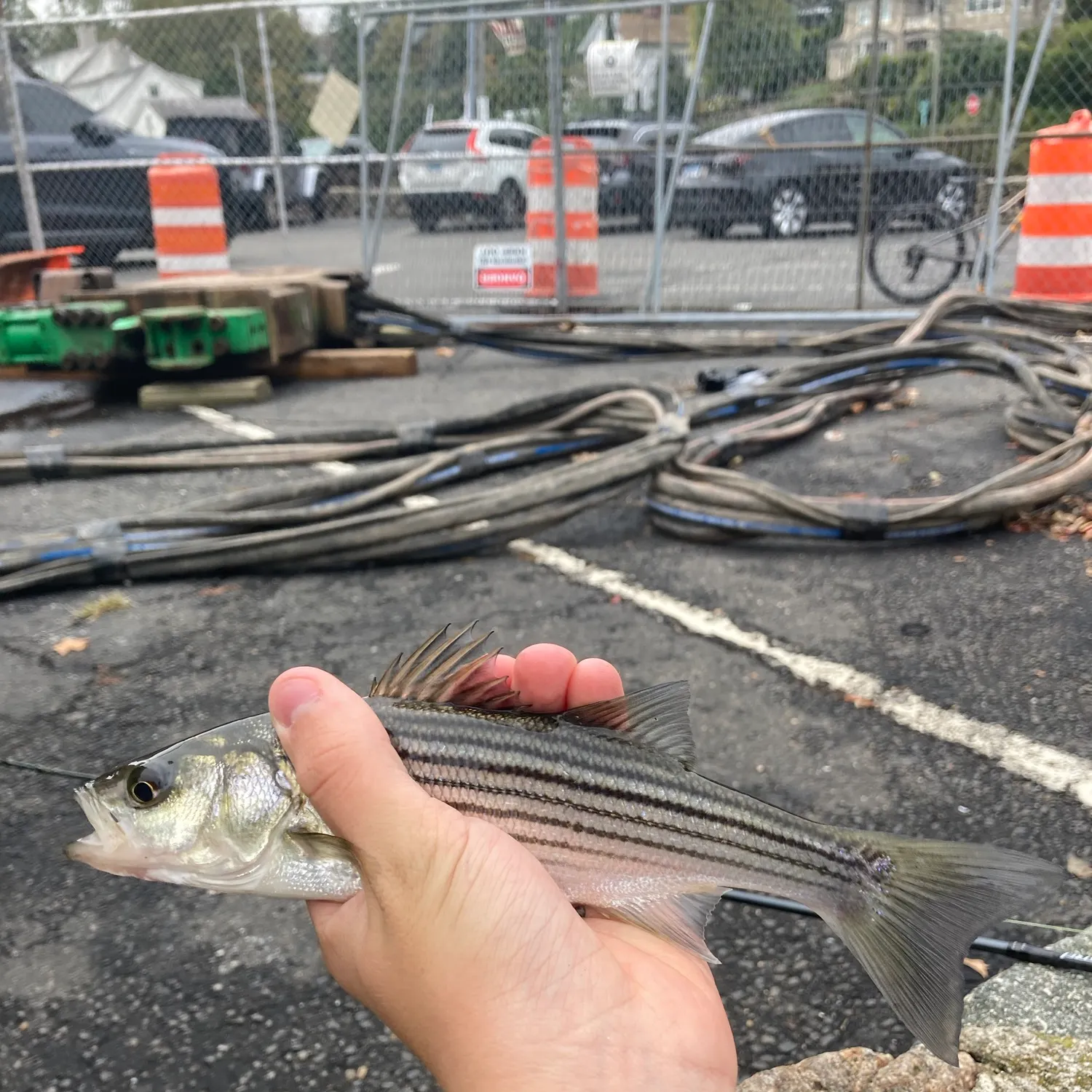 Striped bass caught on Fishbrain