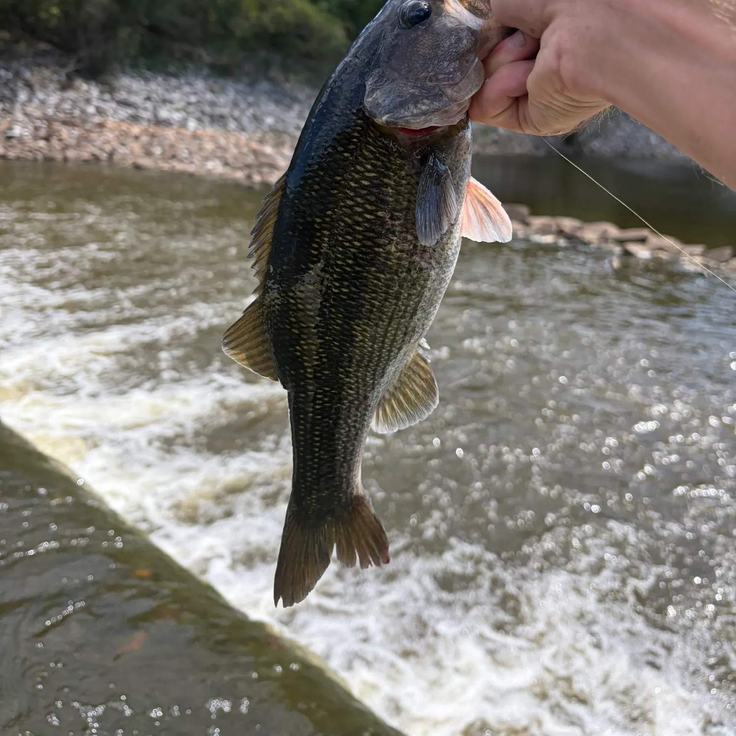 Spotted bass caught on Fishbrain
