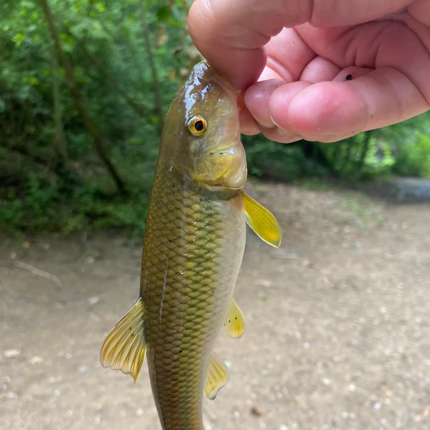 The most popular recent River chub catch on Fishbrain