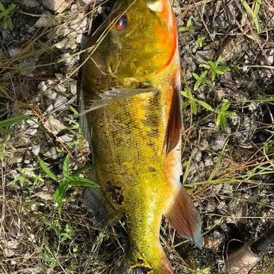 The most recent Speckled peacock bass catches on Fishbrain
