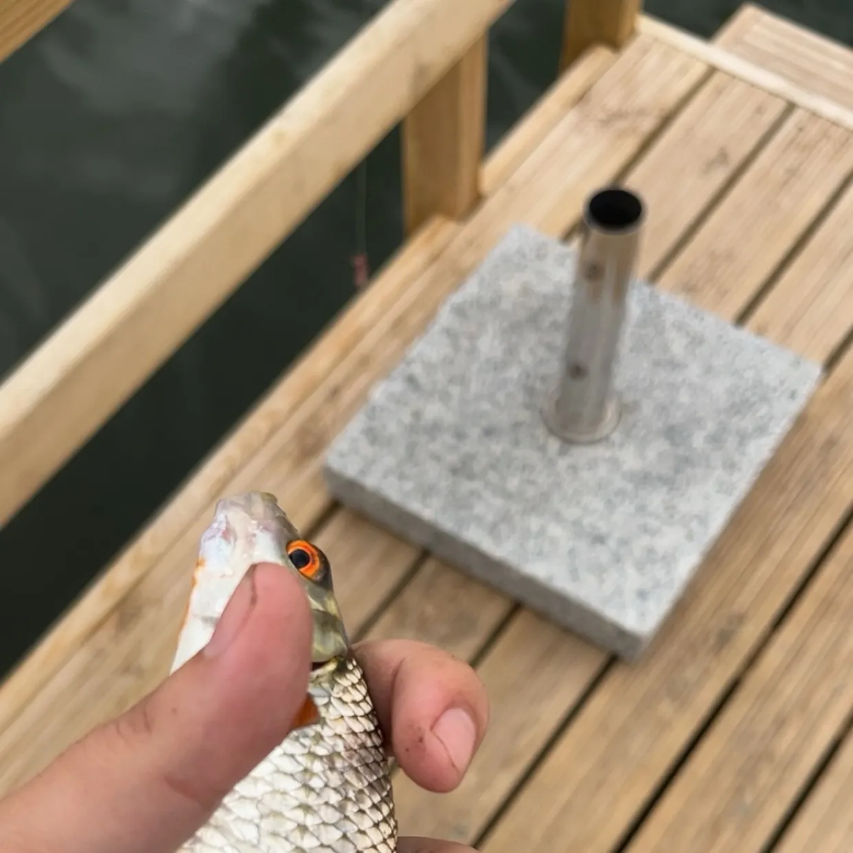 Common roach caught on Fishbrain
