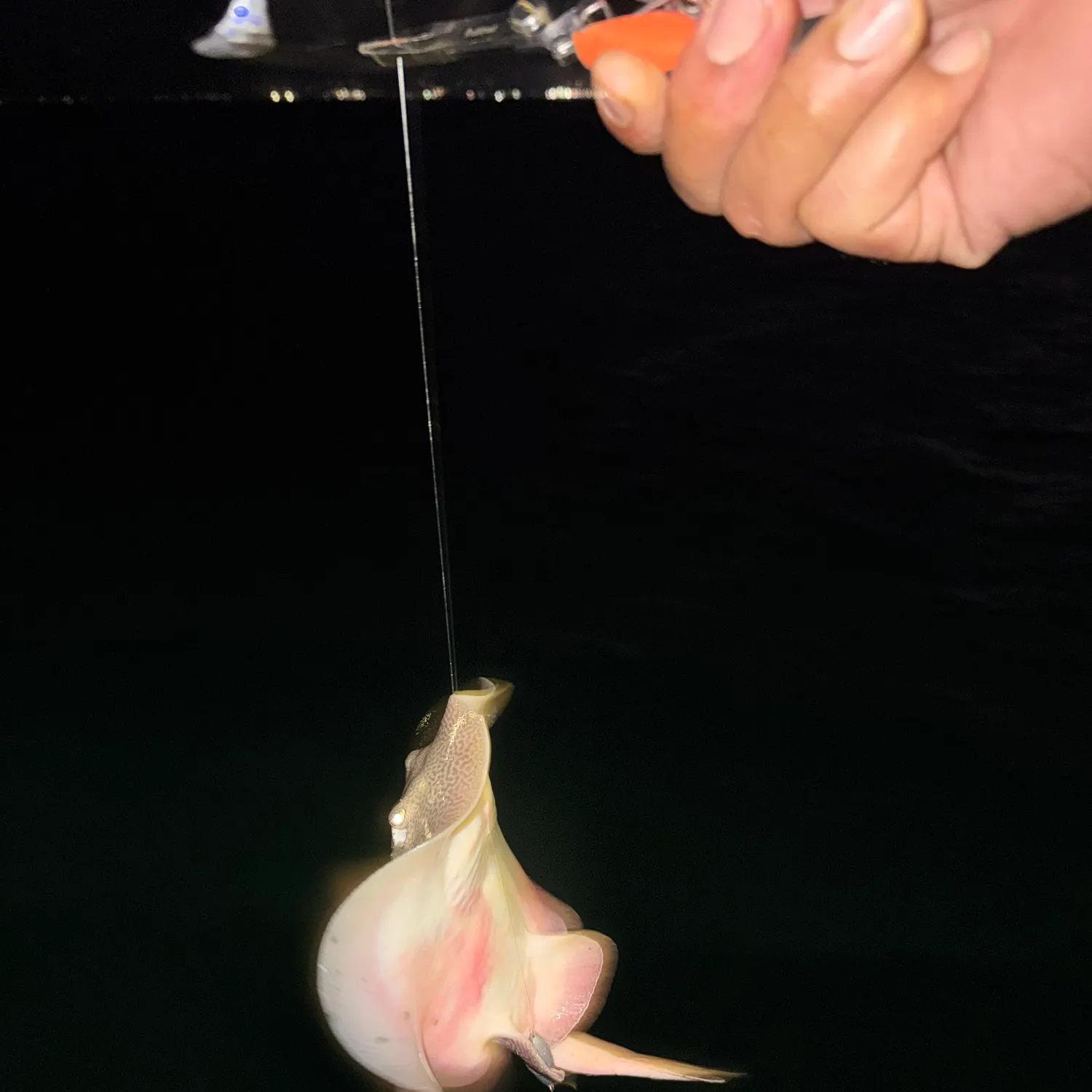 Haller's round ray caught on Fishbrain