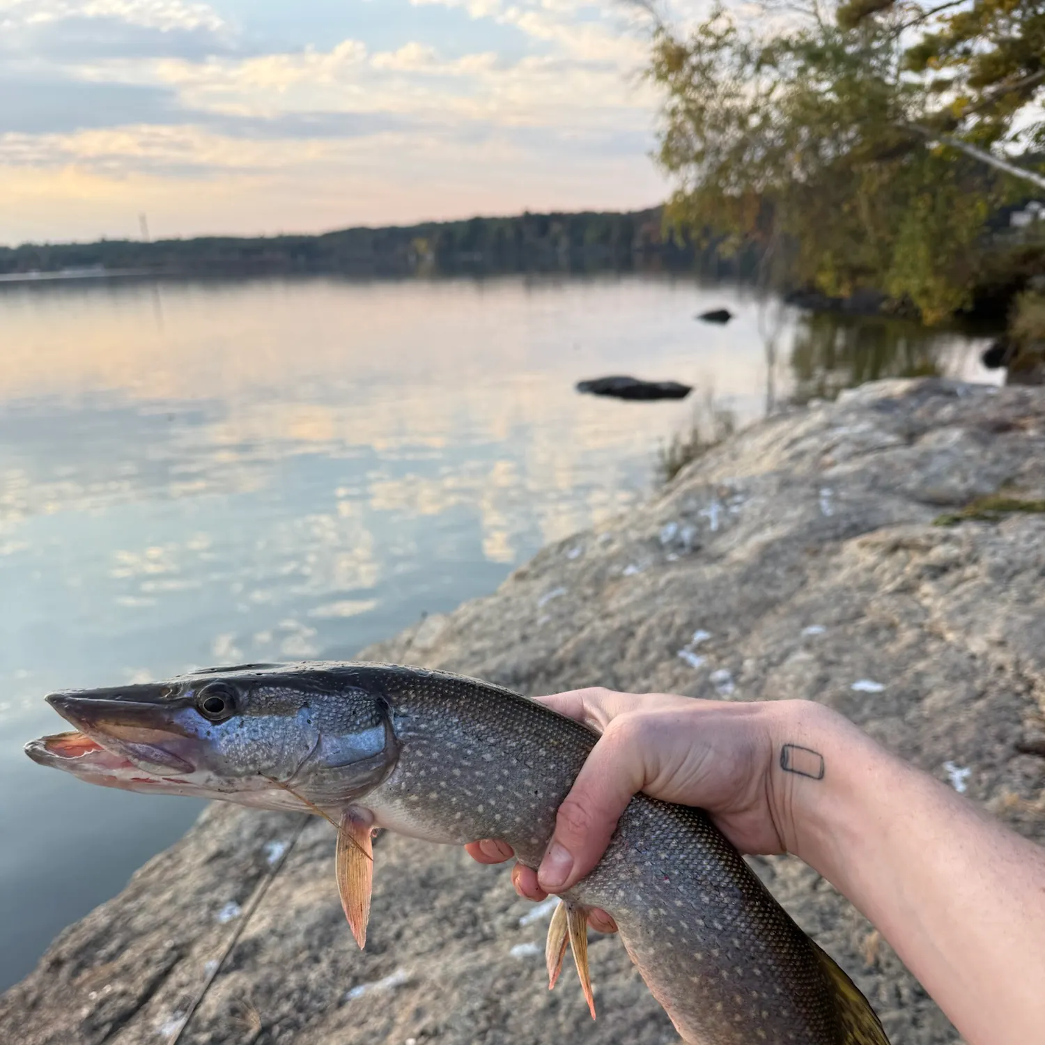 Northern pike caught on Fishbrain