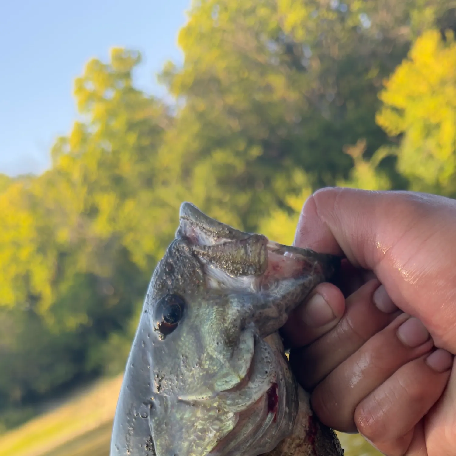 Smallmouth bass caught on Fishbrain