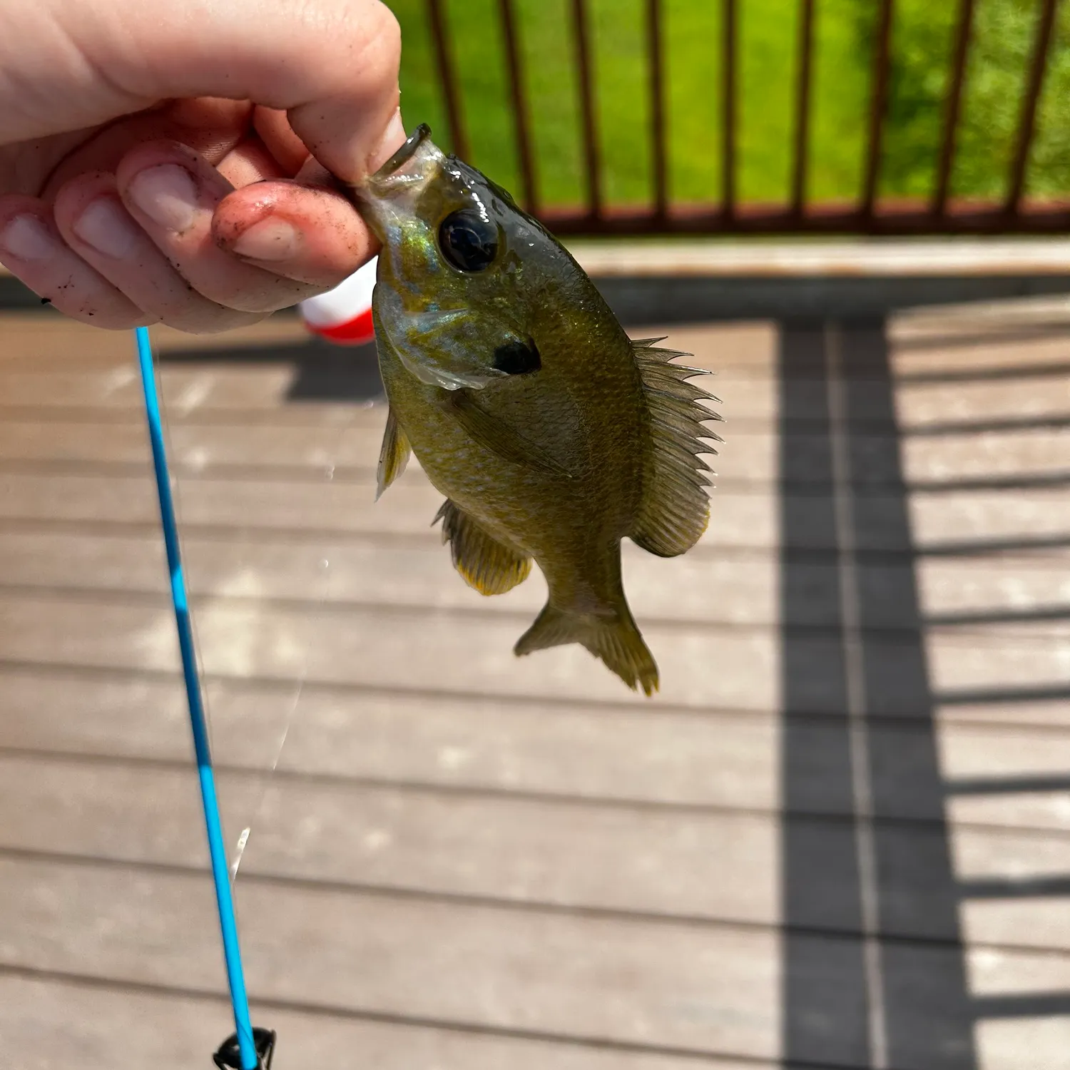 The most recent Greengill hybrid catches on Fishbrain