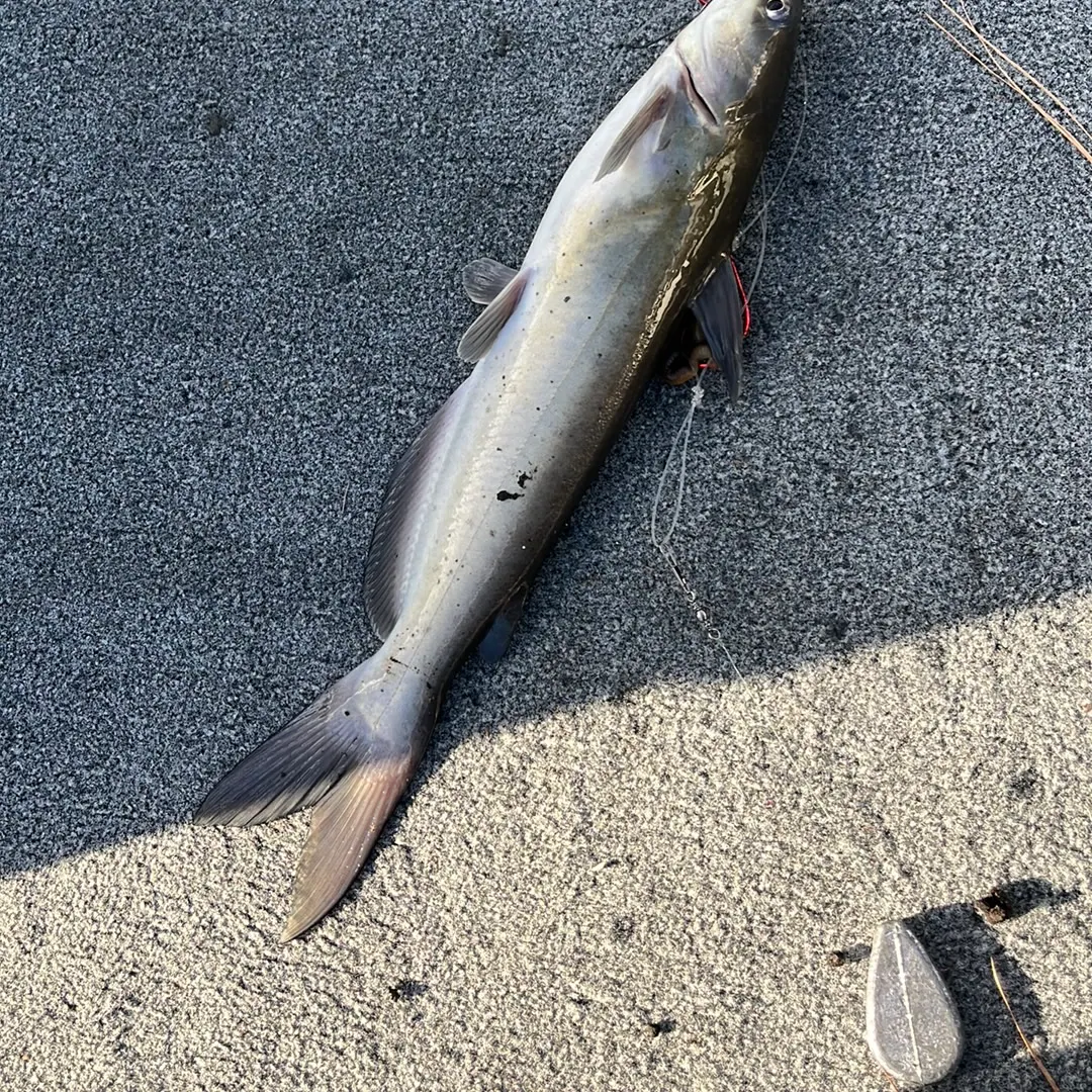 Channel catfish caught on Fishbrain