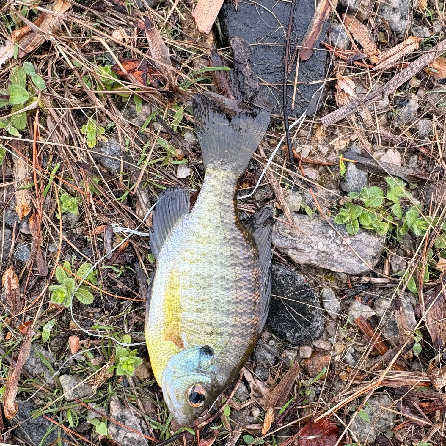 The most recent Bluegill x longear sunfish catches on Fishbrain