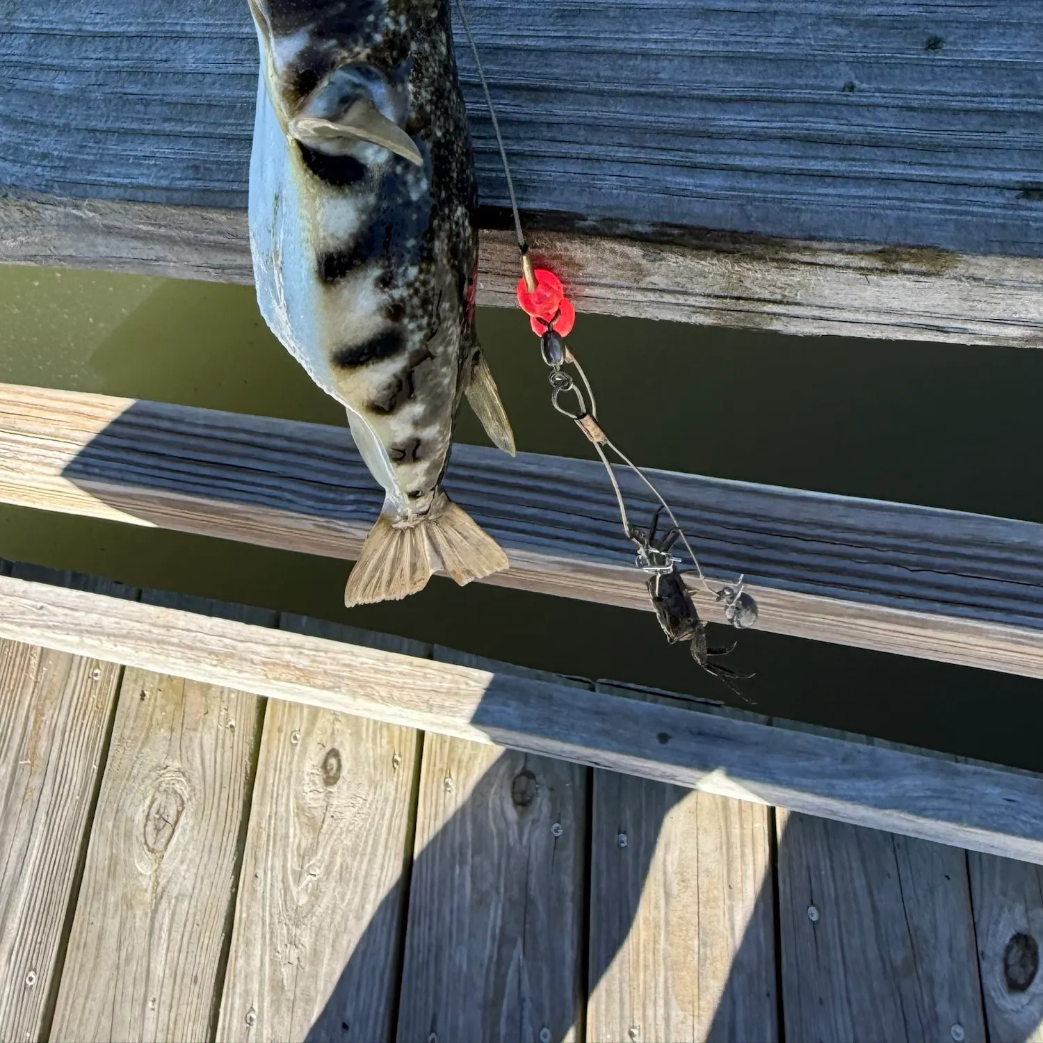 The most recent Northern puffer catches on Fishbrain