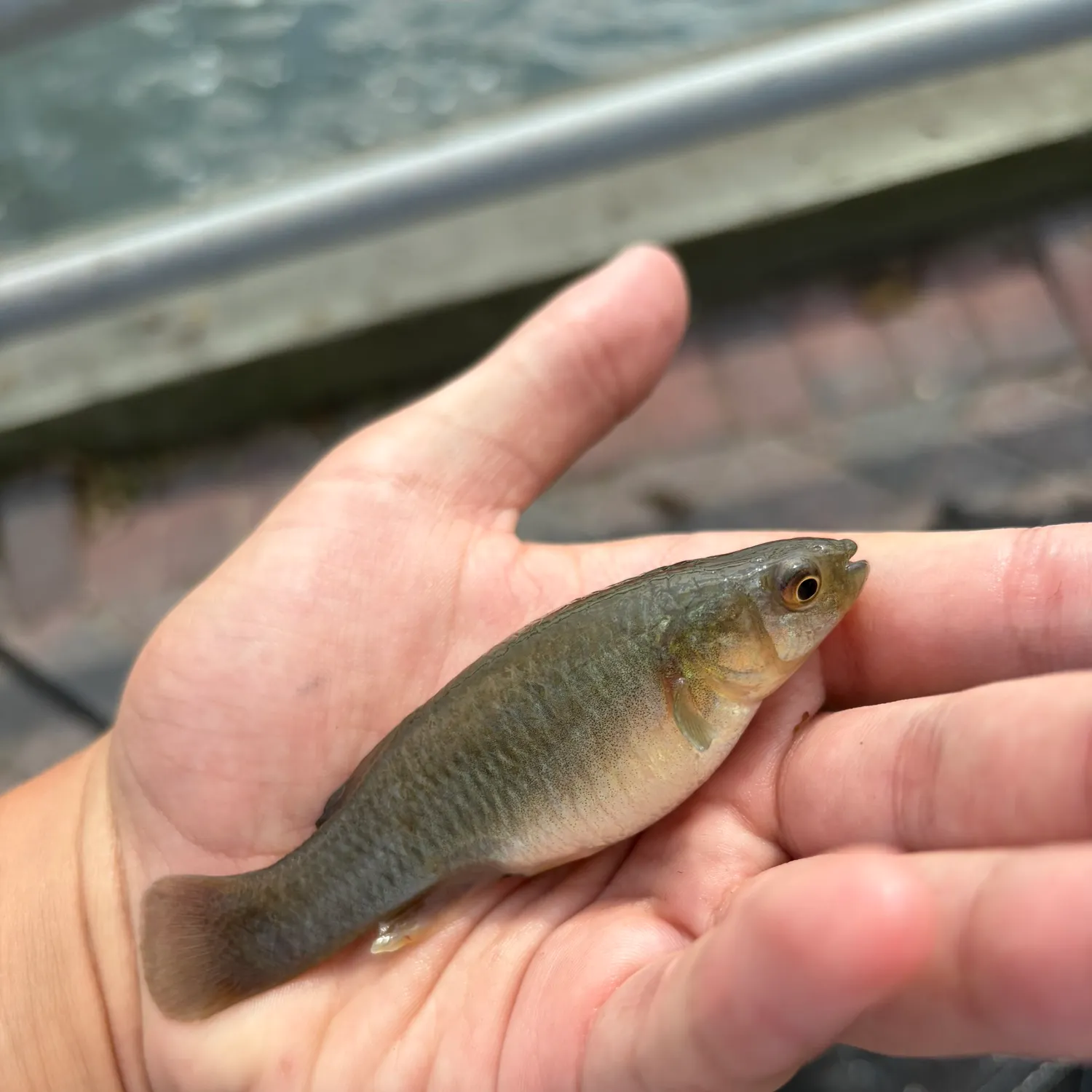 The most recent Striped killifish catches on Fishbrain