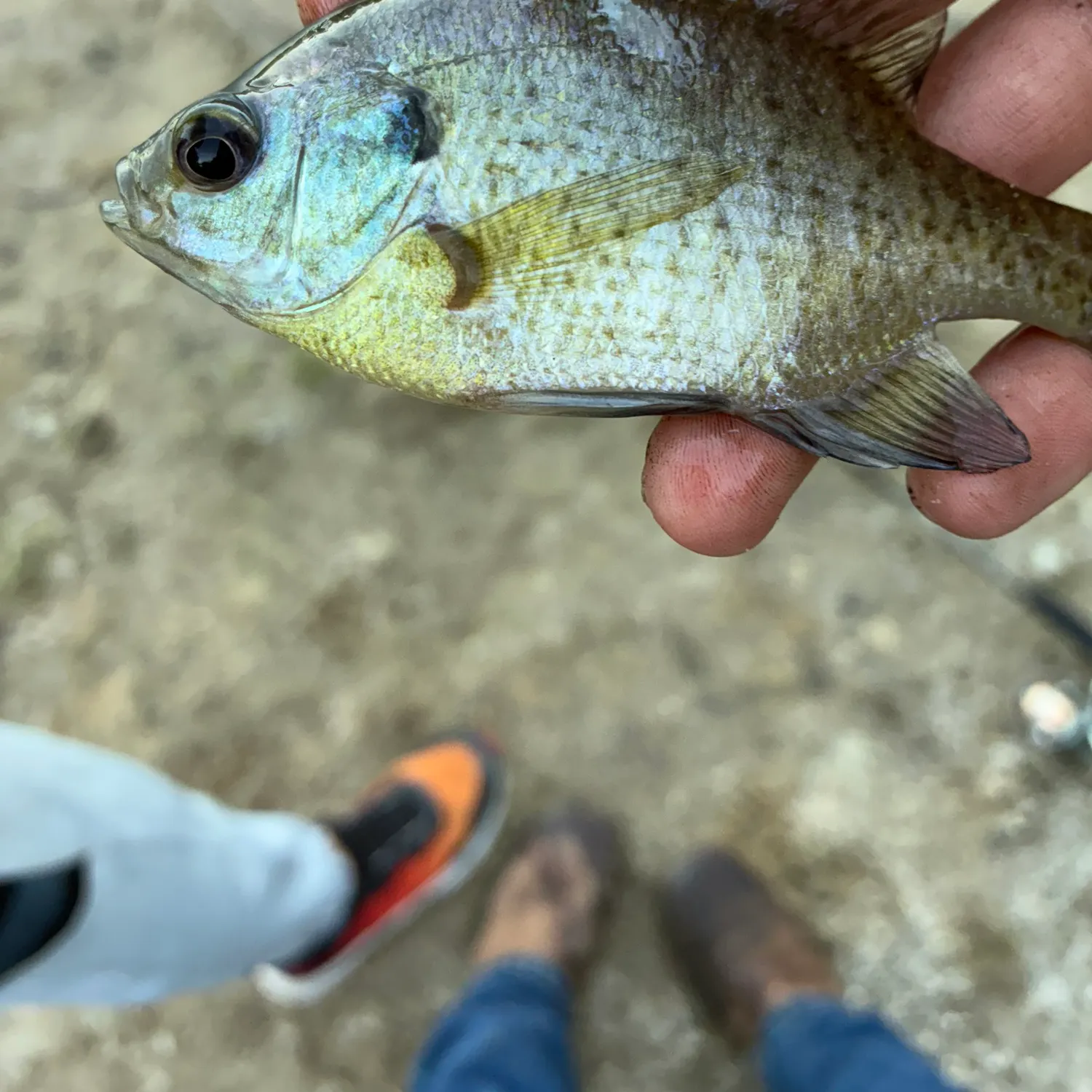 Bluegill caught on Fishbrain