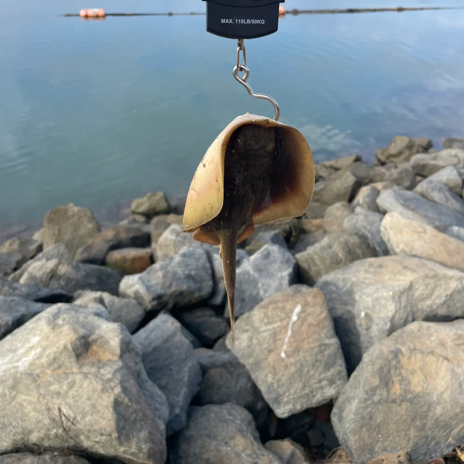 The most recent Deep-water stingray catches on Fishbrain