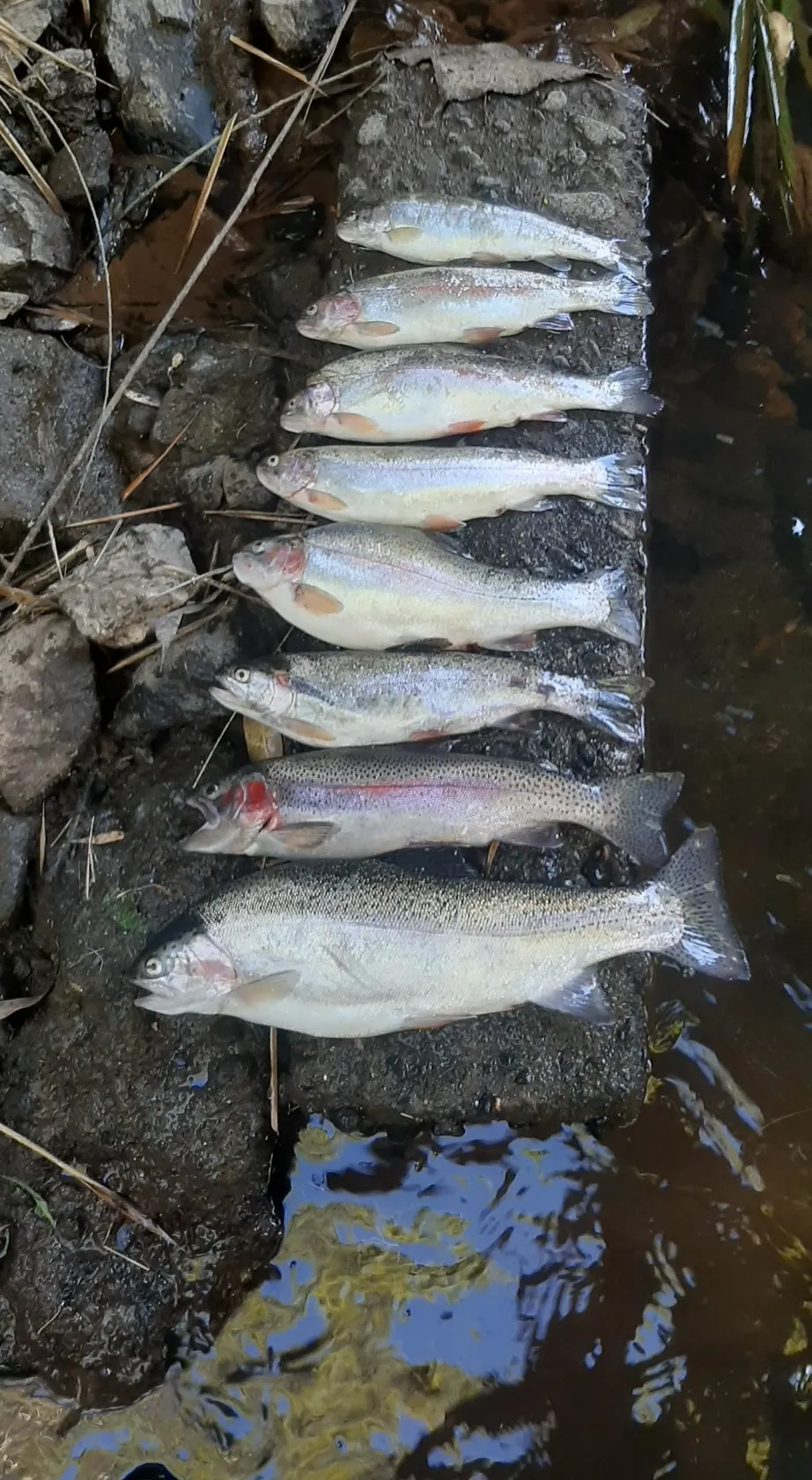 recently logged catches