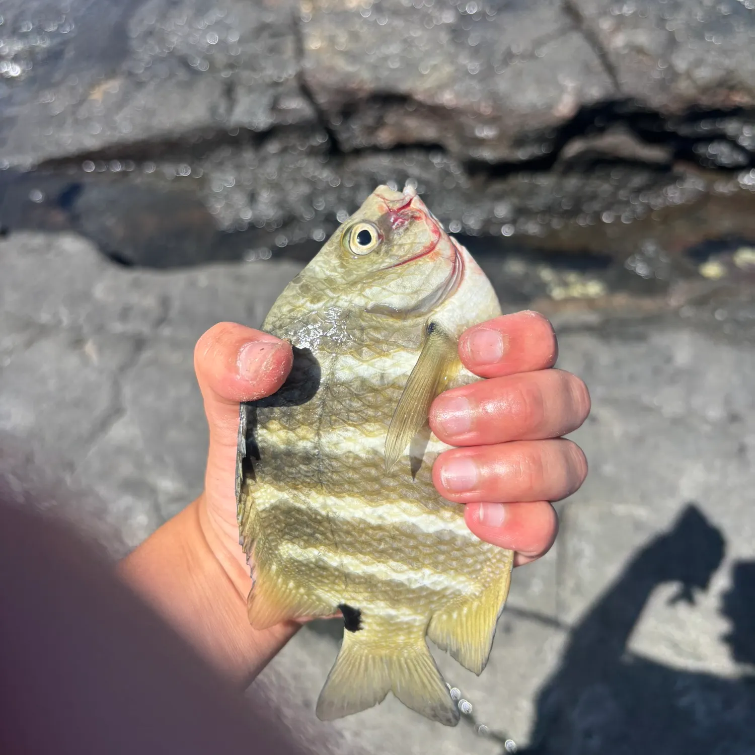catch