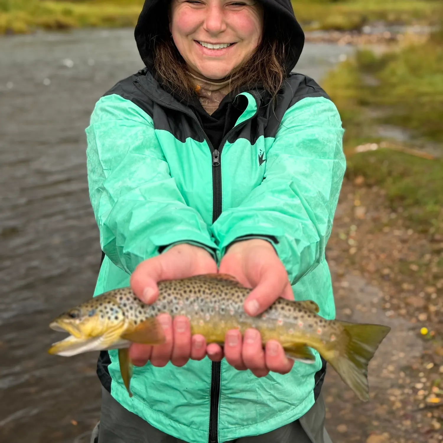 Brown trout caught on Fishbrain