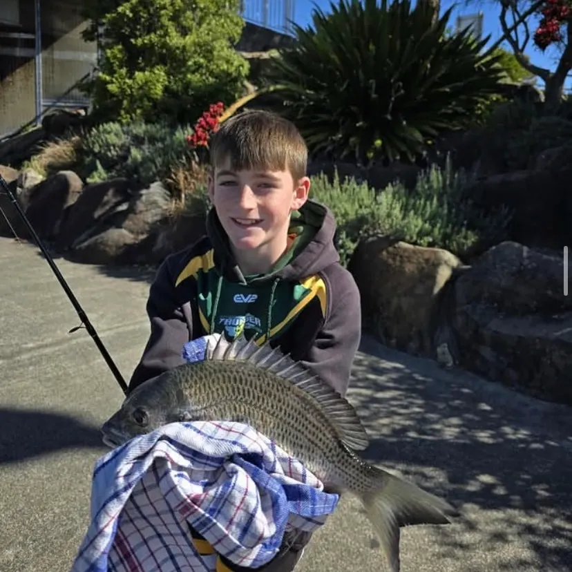 The most recent Southern black bream catches on Fishbrain