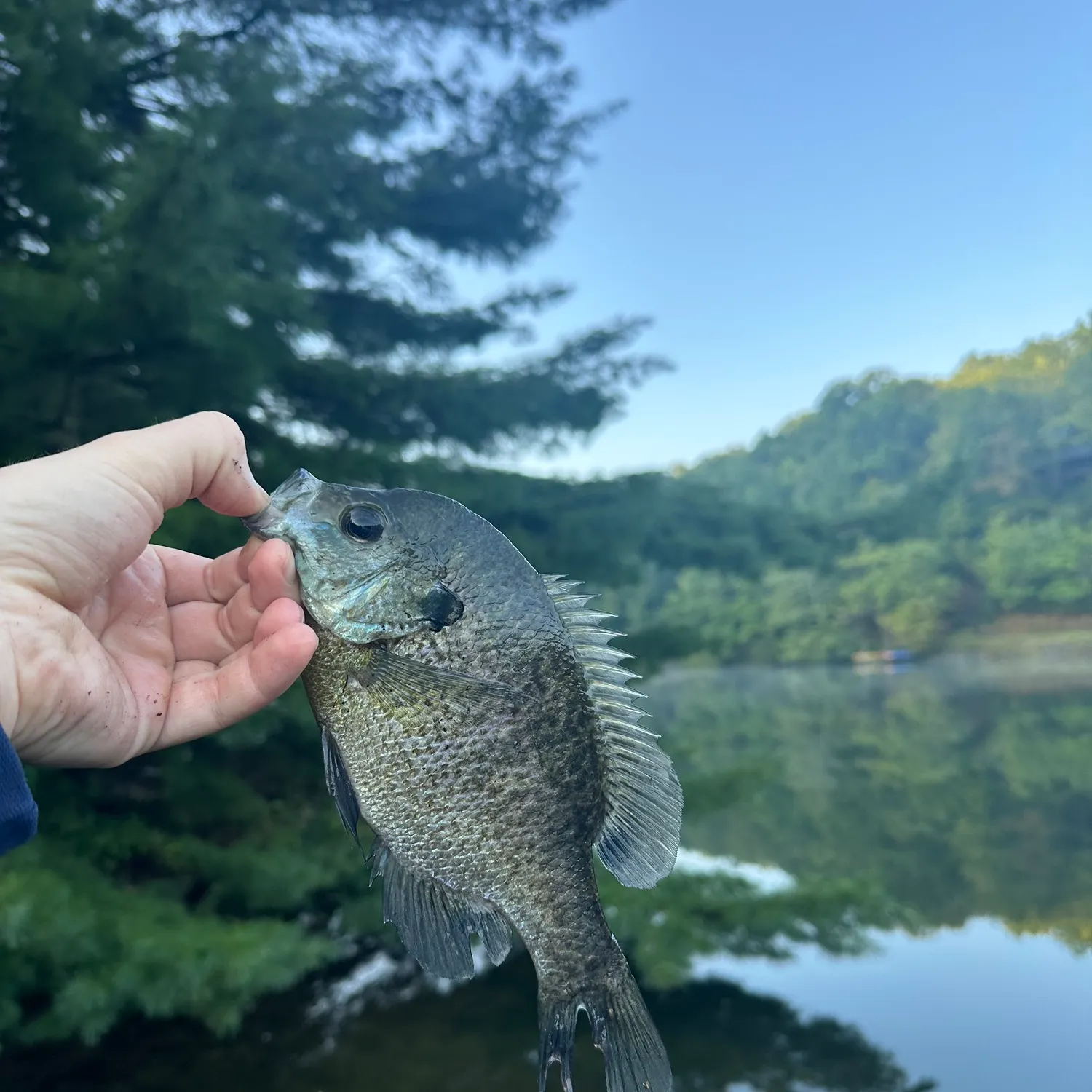 Bluegill caught on Fishbrain