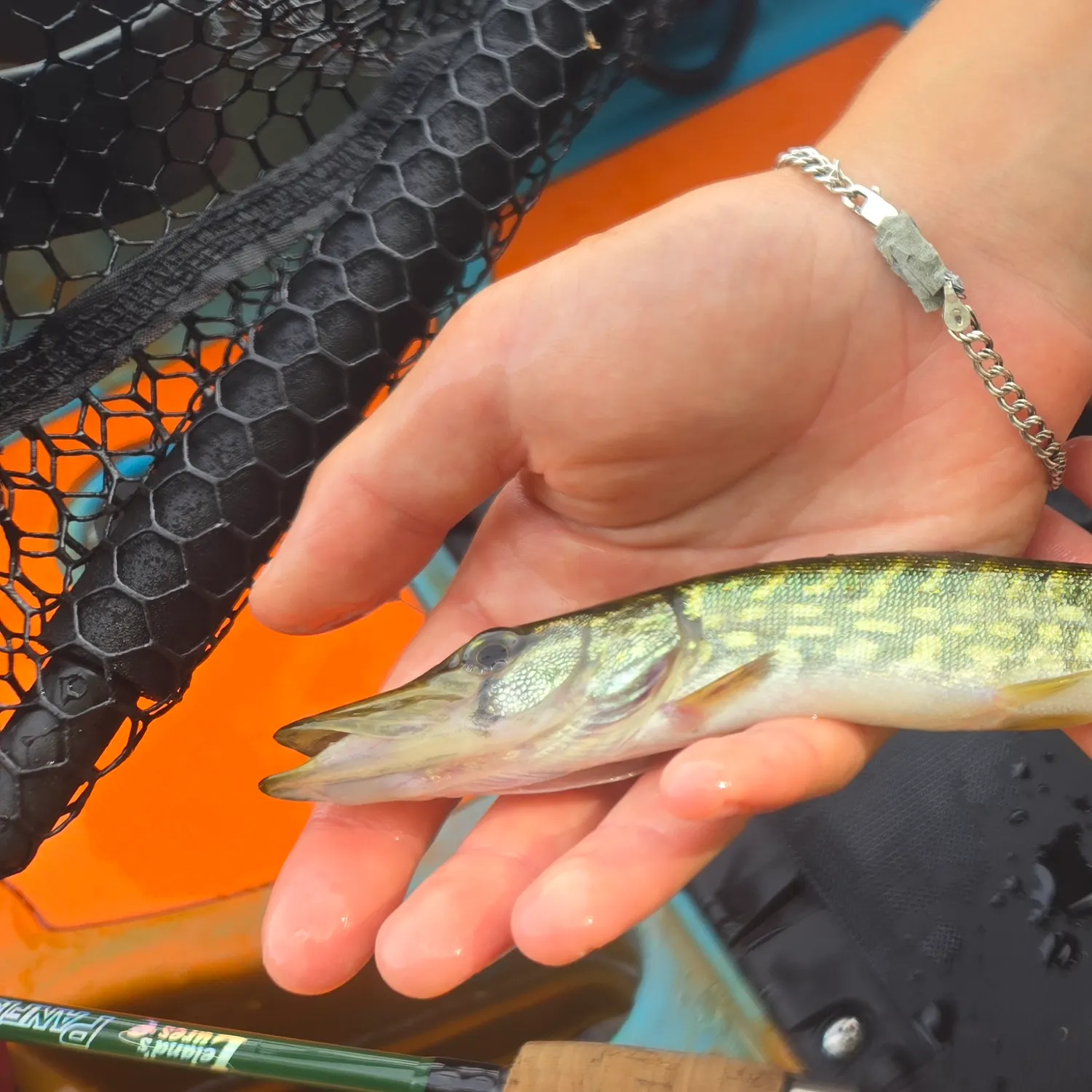 Chain pickerel caught on Fishbrain
