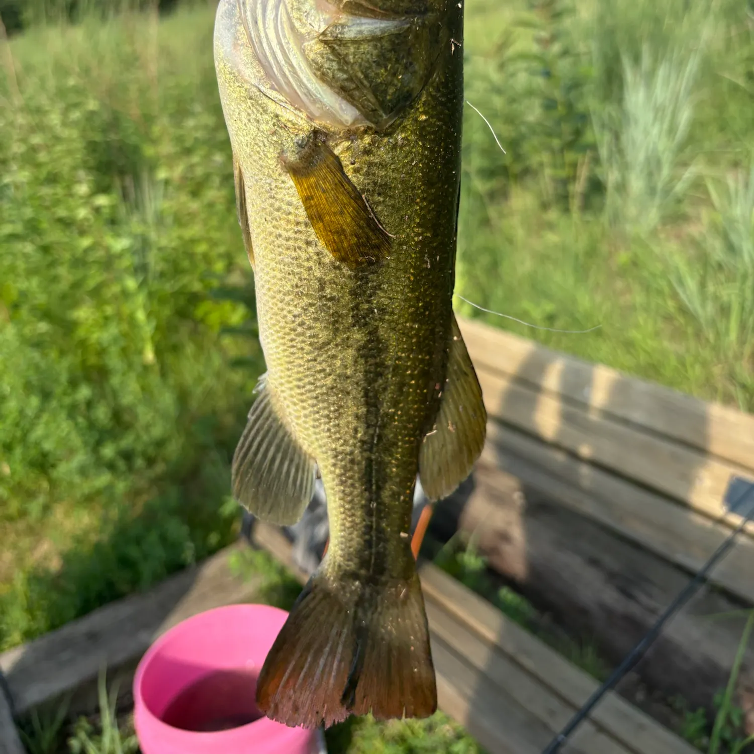 Largemouth bass caught on Fishbrain