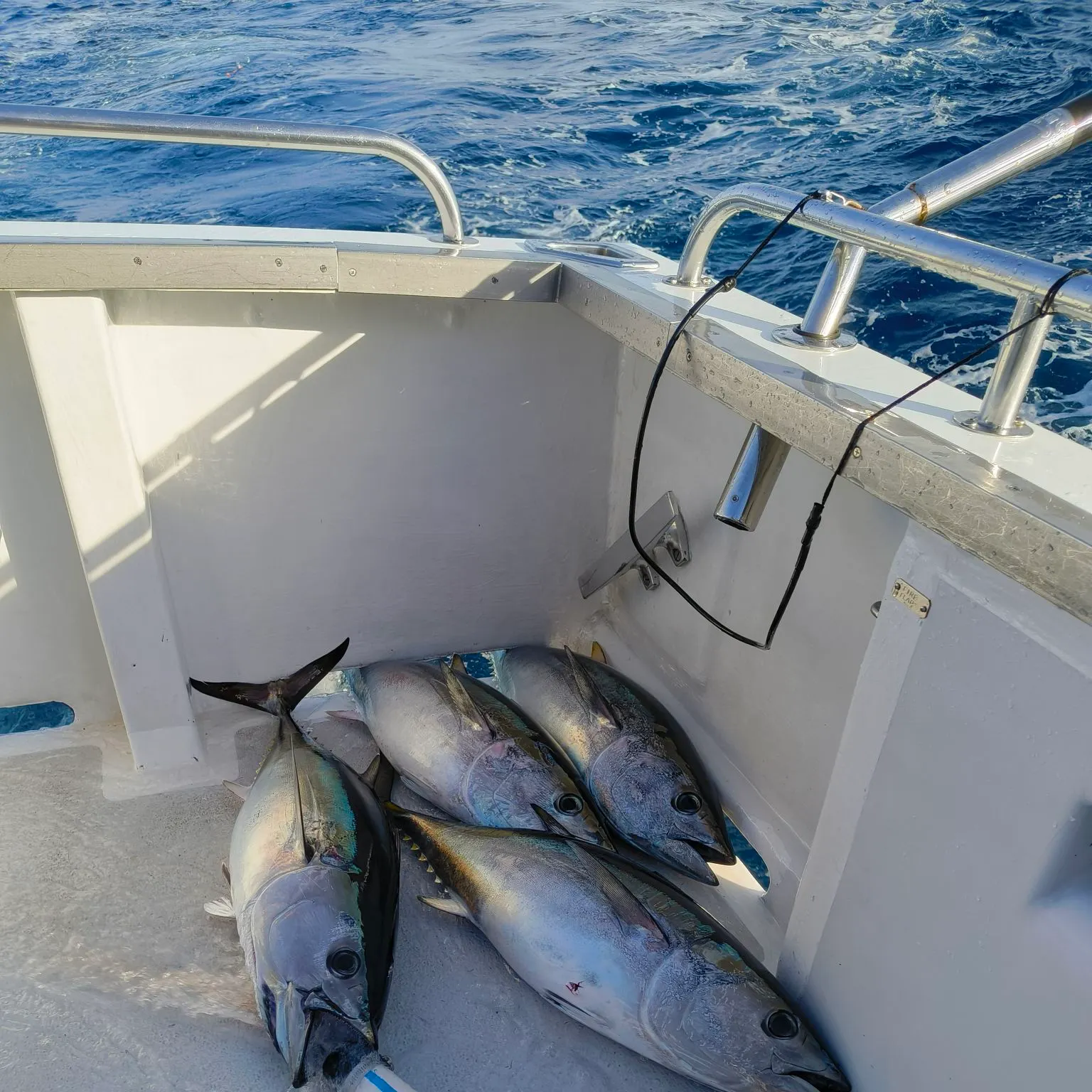 The most recent Southern bluefin tuna catches on Fishbrain