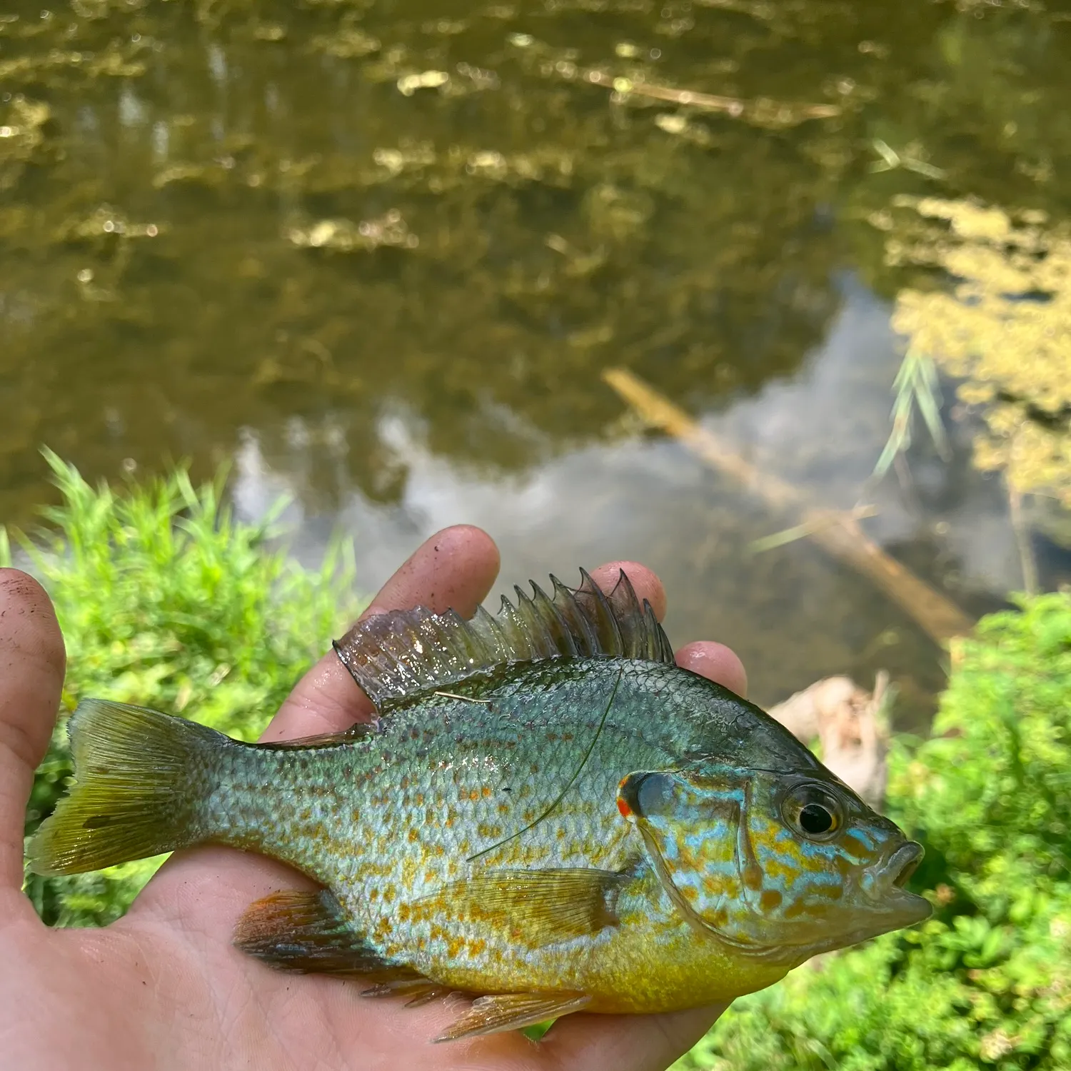 Pumpkinseed caught on Fishbrain