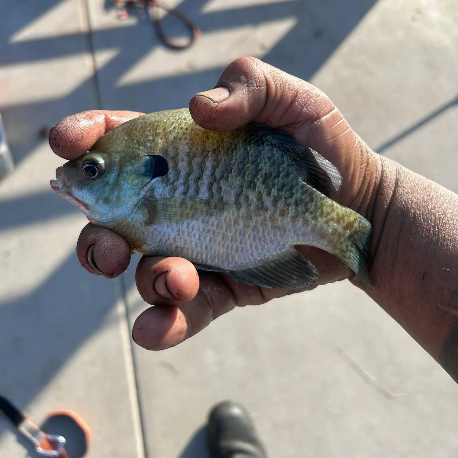 Fish caught on Fishbrain