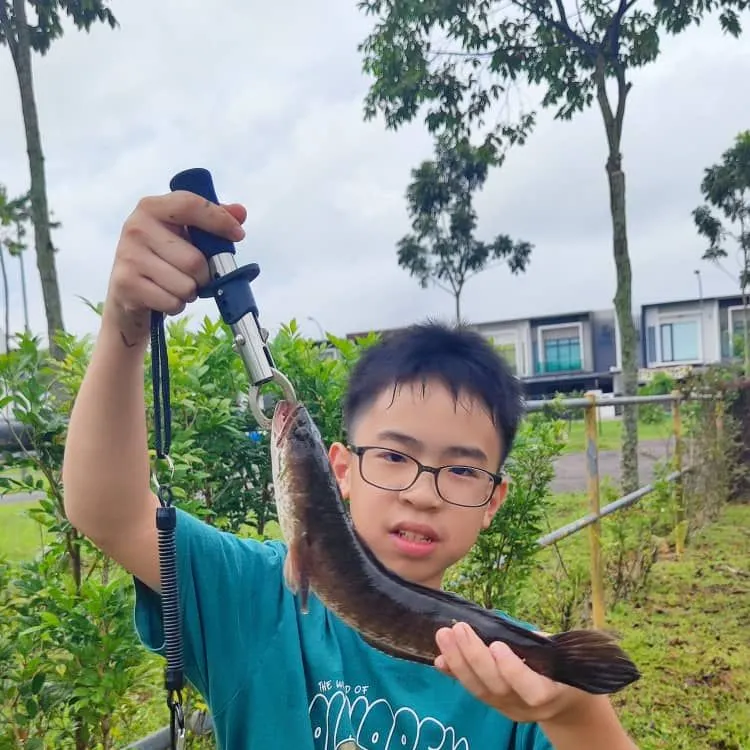 most liked catch image