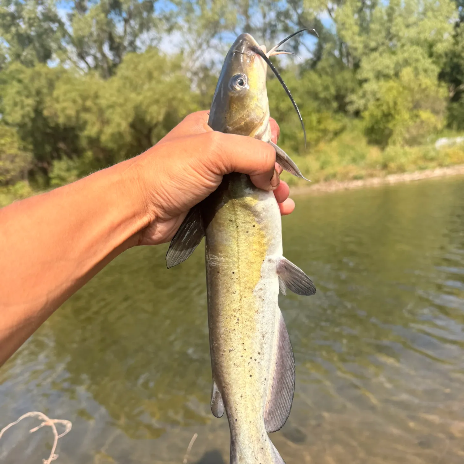 Channel catfish caught on Fishbrain