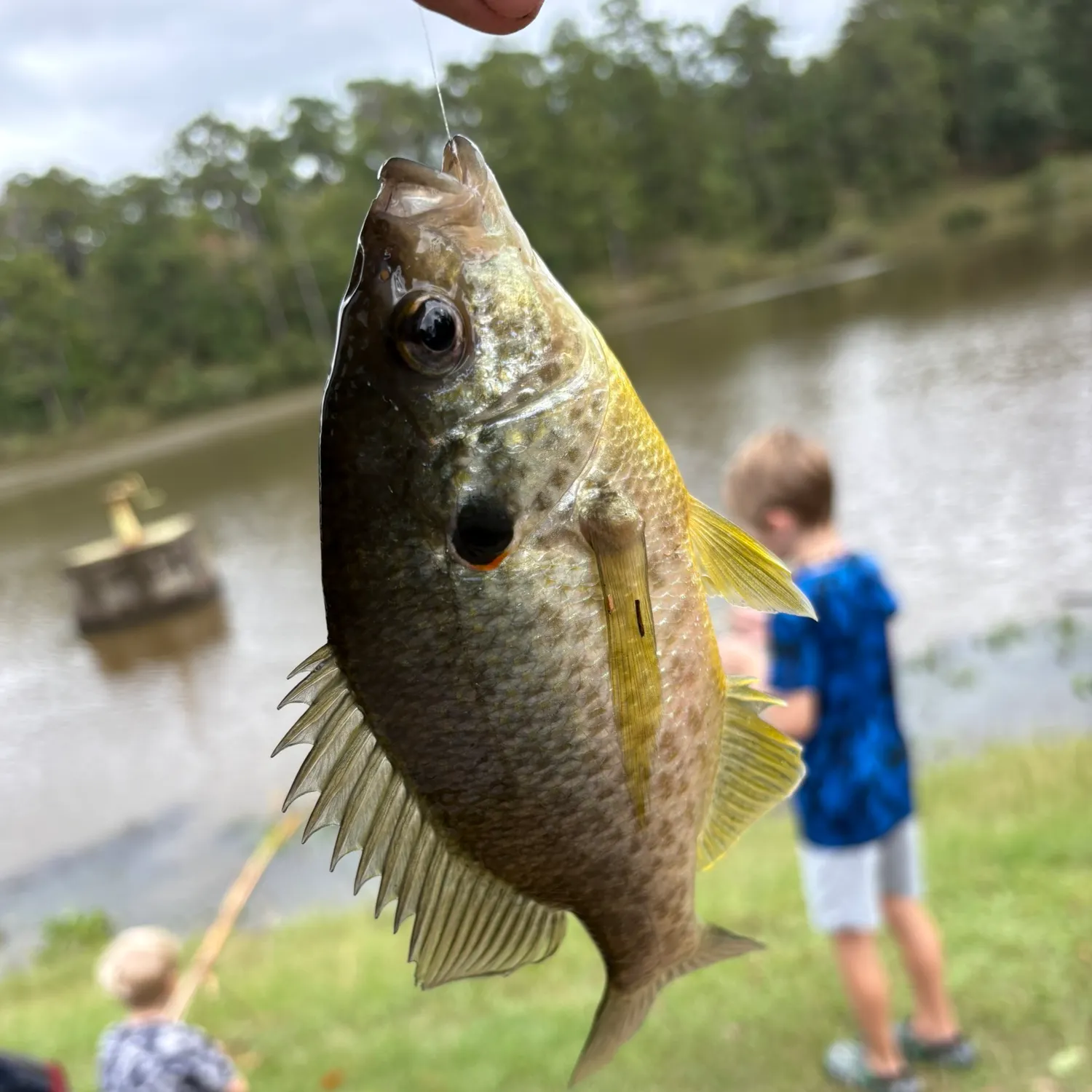 Redear sunfish caught on Fishbrain
