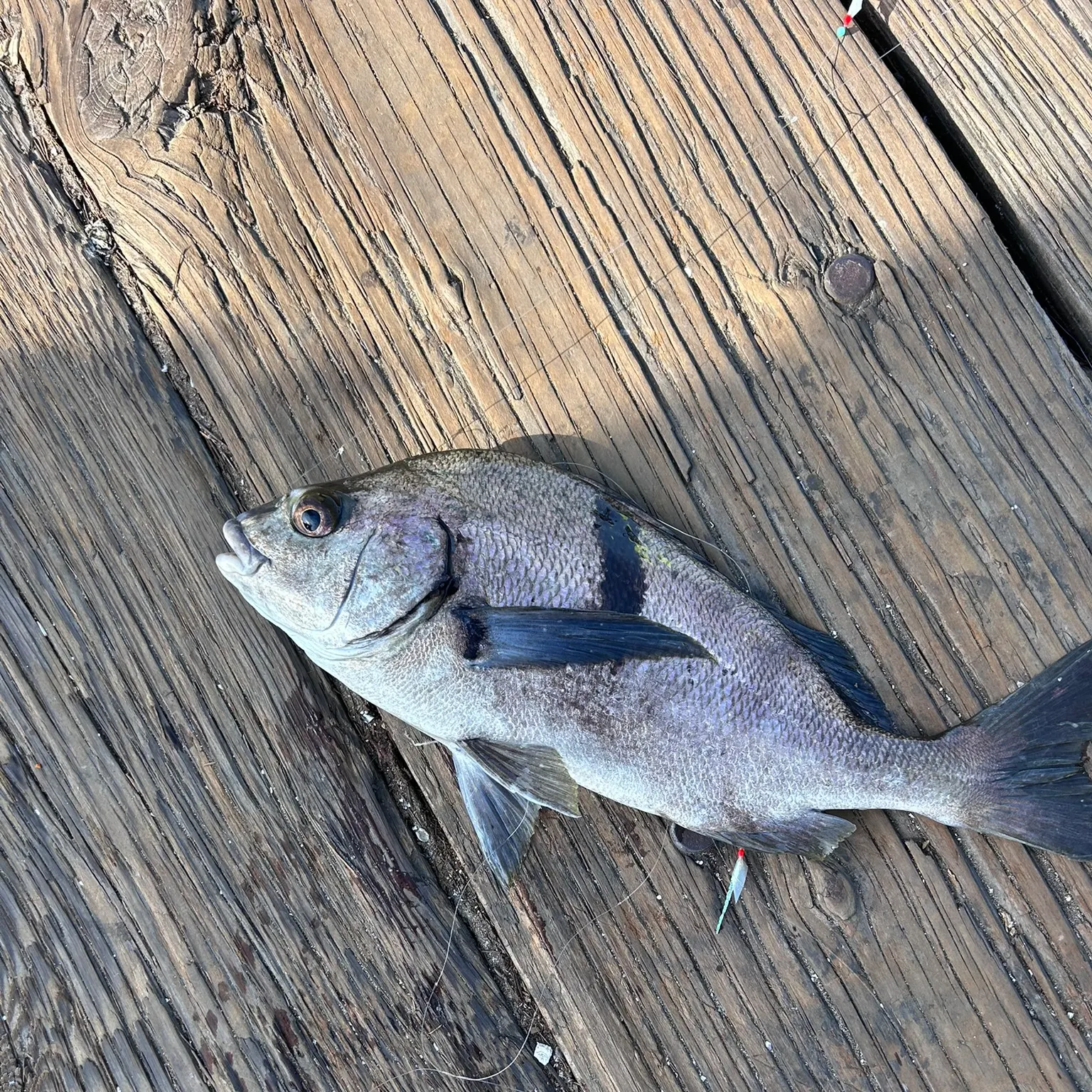 The most recent Sargo catches on Fishbrain